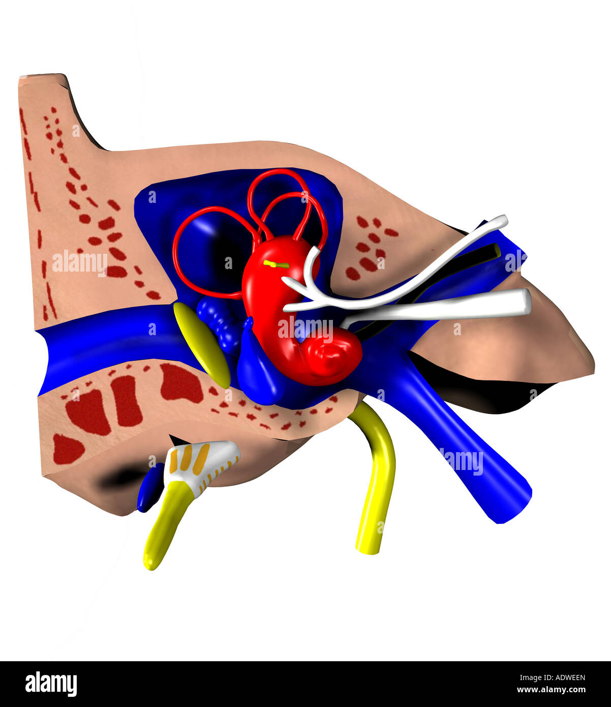 Anatomie de l'oreille Banque D'Images