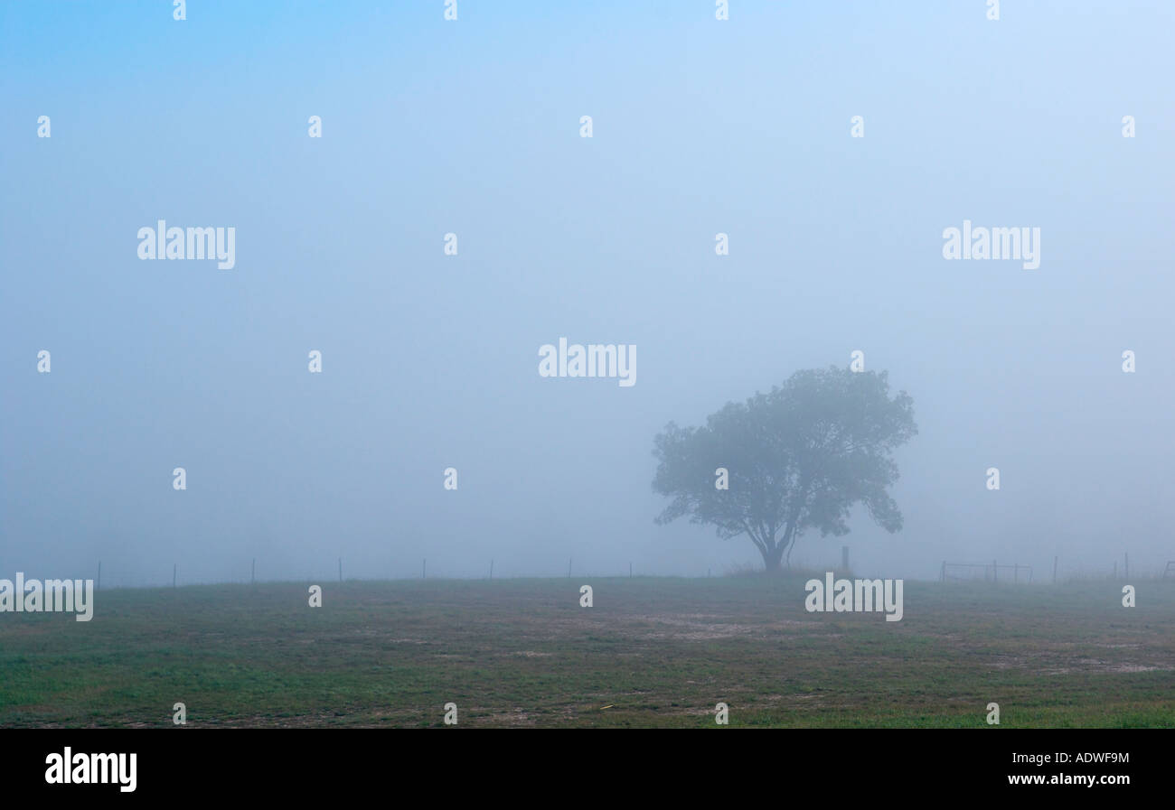 Un seul arbre solitaire sur un matin brumeux Banque D'Images