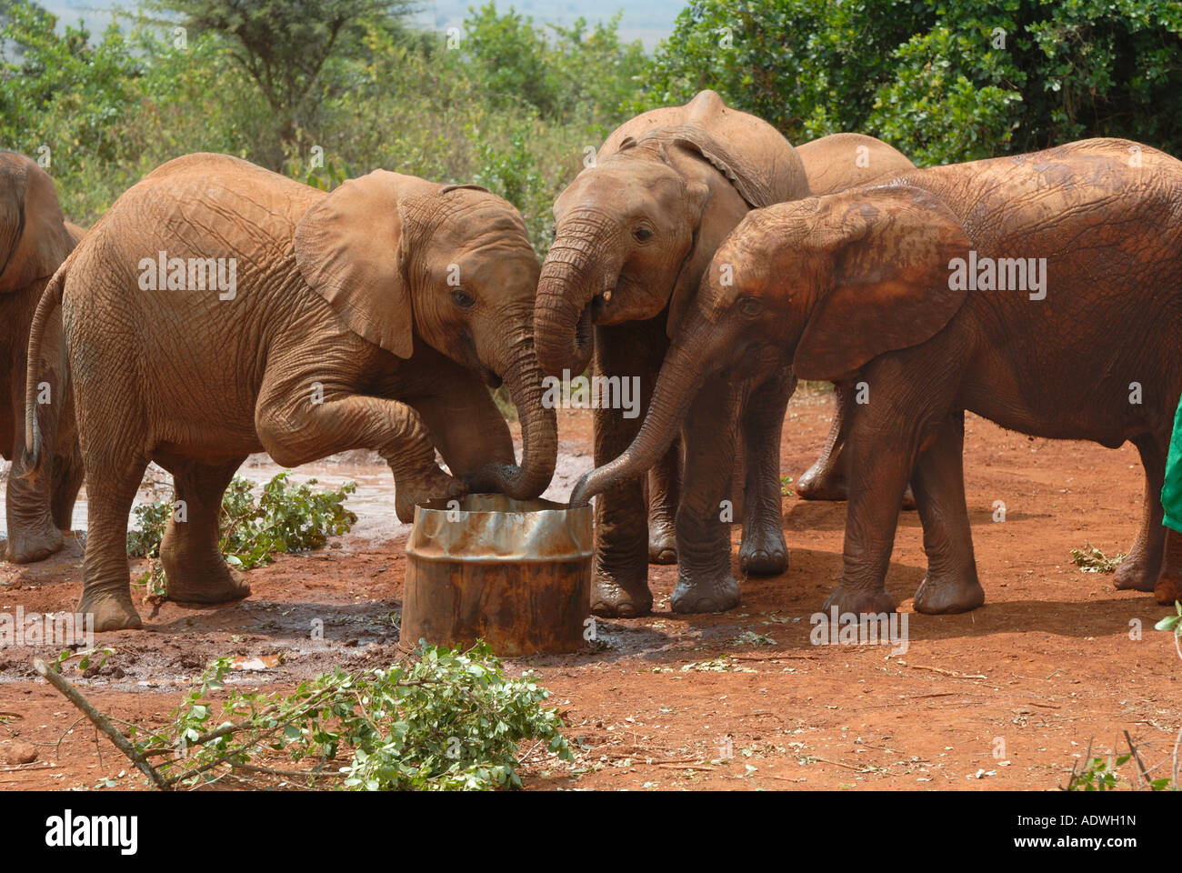 Trois bébé éléphants orphelins boire d'une baignoire en métal orphelinat des éléphants près de Parc National de Nairobi Kenya Banque D'Images