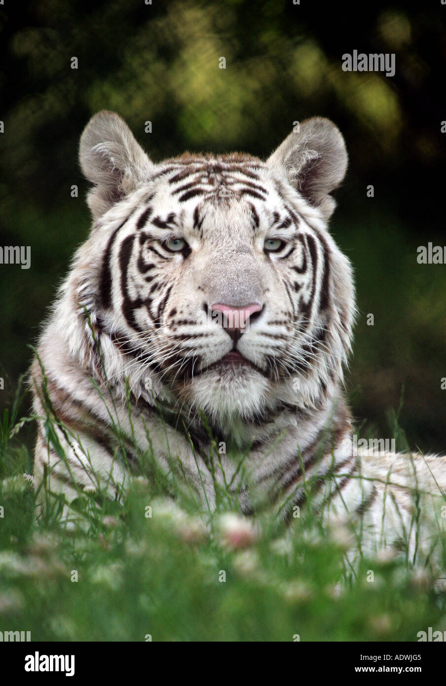 Tigre blanc captif assis dans l'herbe dans un parc safari. West Midland Safari Park, Bewdley, Worcestershire, Angleterre. Banque D'Images