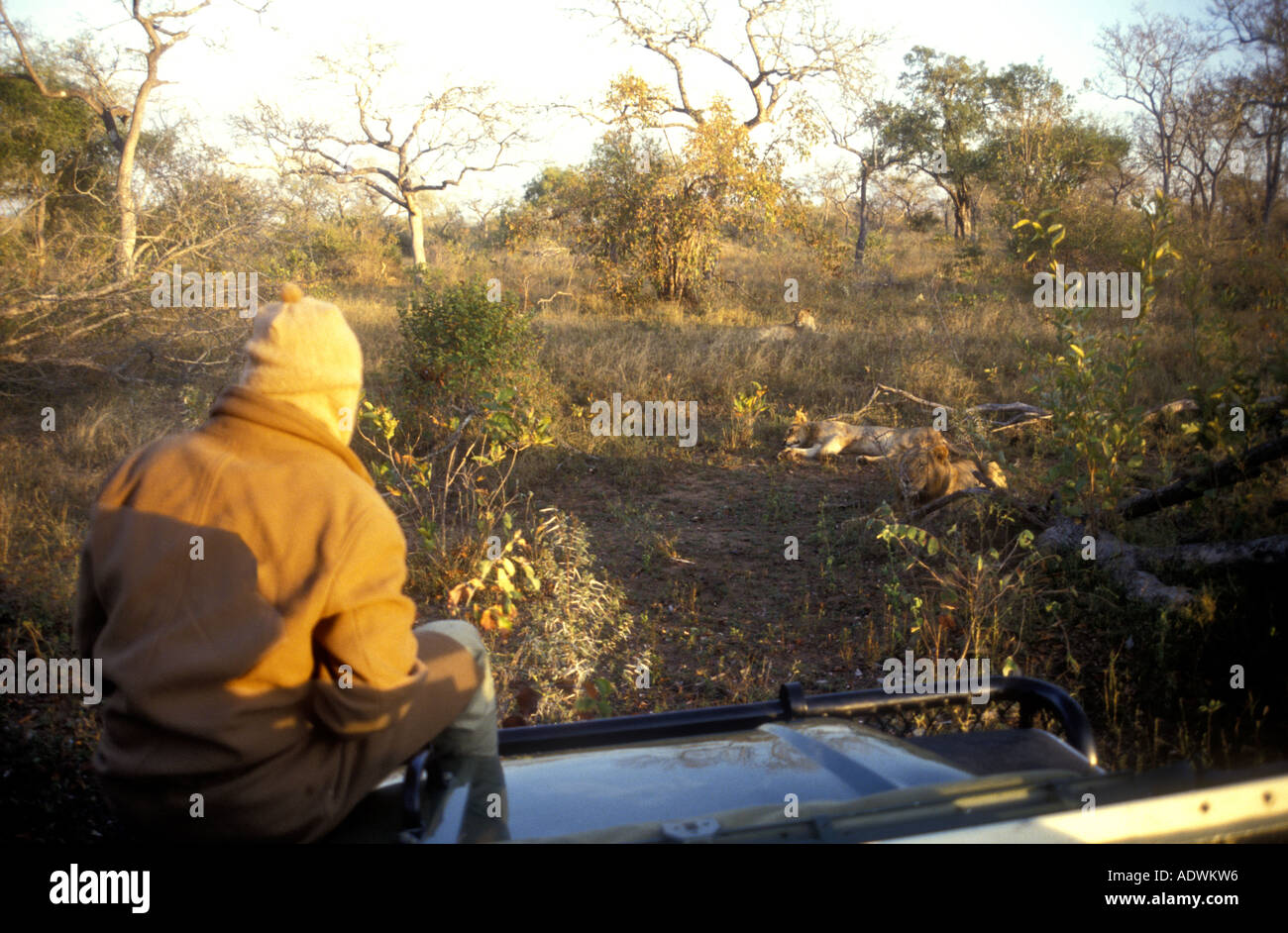 Un jeu dur à la recherche de la faune de Londolozi Game Reserve sur la frontière du Parc National Kruger en Afrique du Sud Banque D'Images
