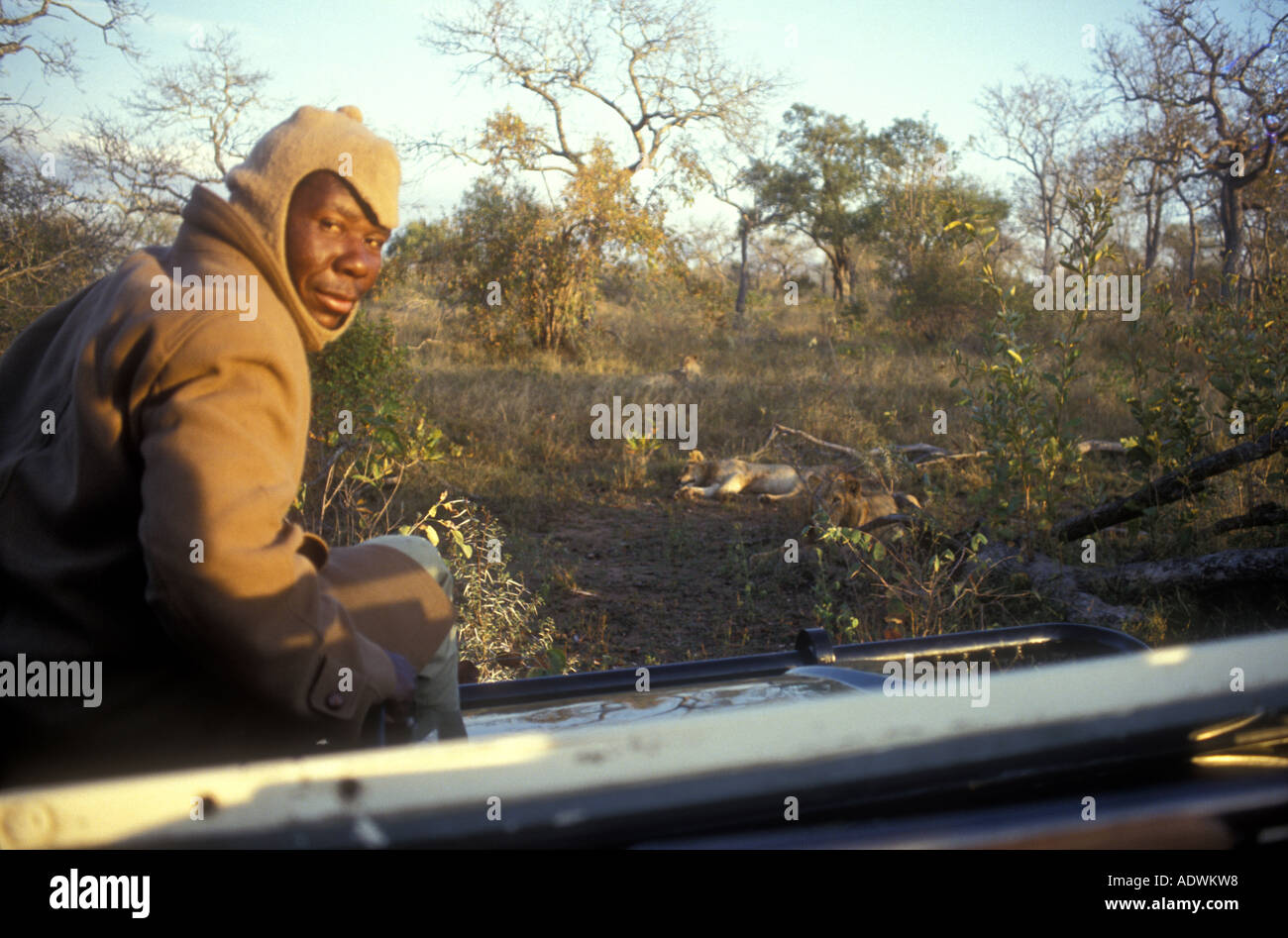 Un jeu dur à la recherche de la faune de Londolozi Game Reserve sur la frontière du Parc National Kruger en Afrique du Sud Banque D'Images