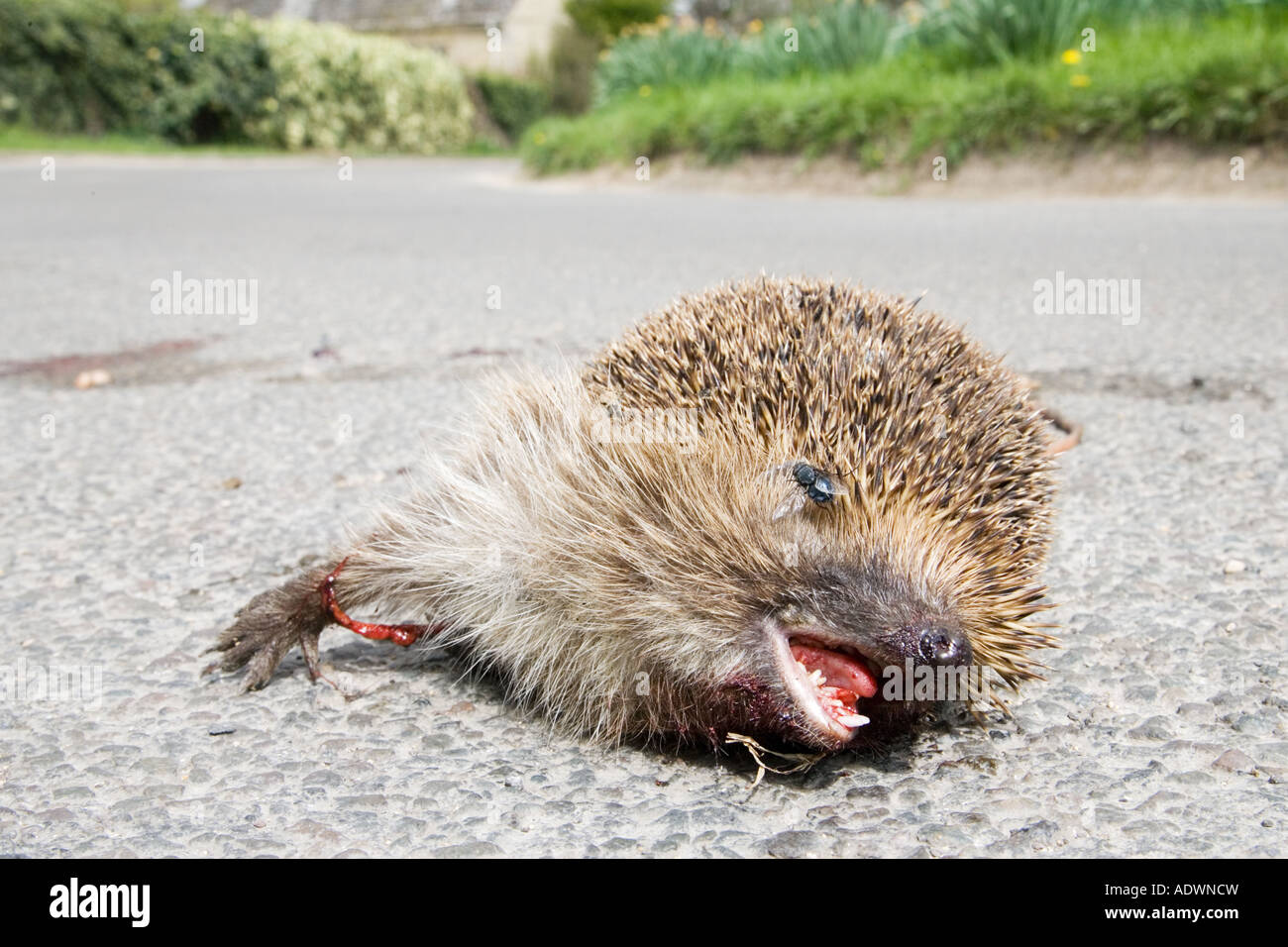 Dead Hedgehog Banque De Photographies Et D Images A Haute Resolution Alamy Dead Hedgehog Banque De Photographies Et D Images A Haute Resolution Alamy