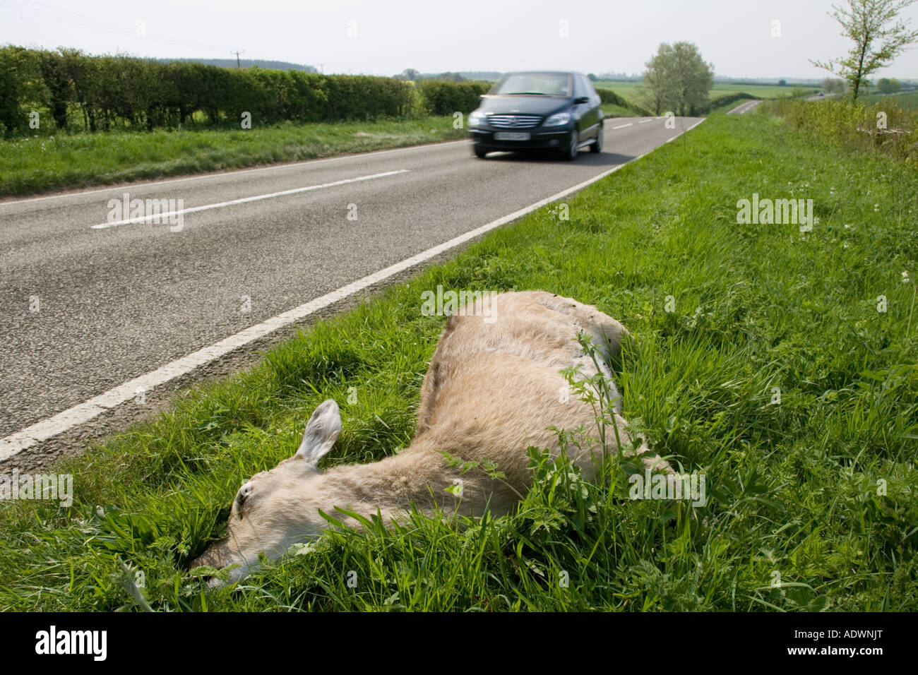 Les lecteurs de voiture passé chevreuil mort sur route de campagne de l'Oxfordshire Charlbury United Kingdom Banque D'Images