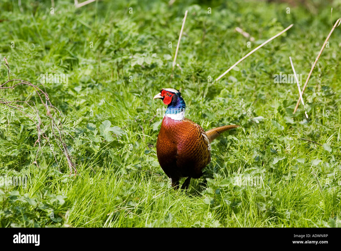 Le faisan mâle Cotswolds Oxfordshire Royaume-Uni Banque D'Images
