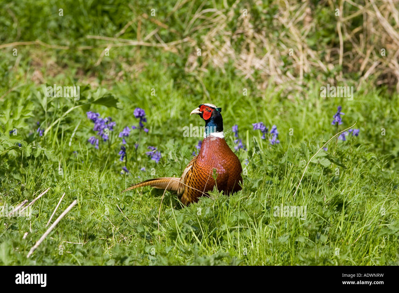 Le faisan mâle Cotswolds Oxfordshire Royaume-Uni Banque D'Images