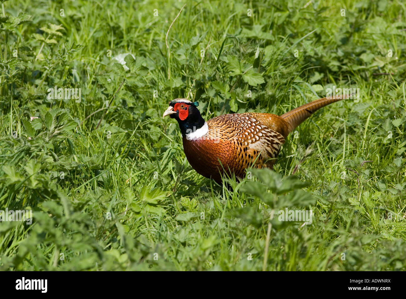 Le faisan mâle Cotswolds Oxfordshire Royaume-Uni Banque D'Images