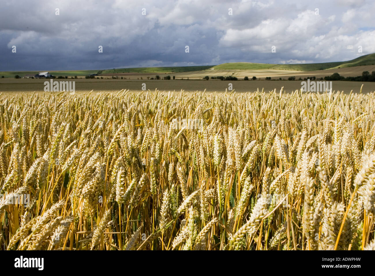 Champ de blé dans la région de Marlborough Downs Wiltshire, Angleterre, Royaume-Uni Banque D'Images