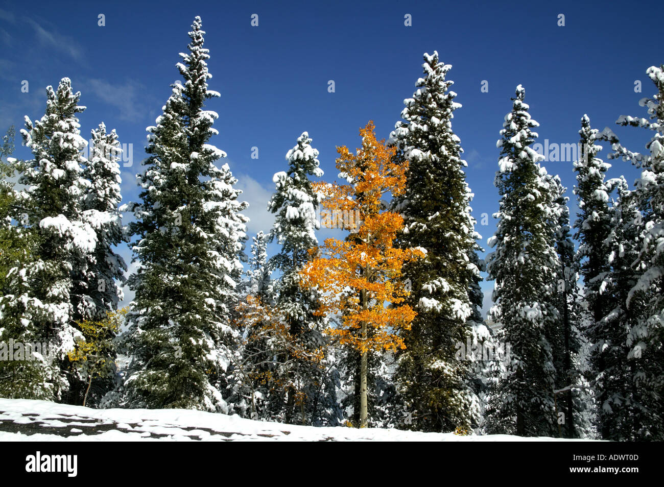 Sapins et tremble saupoudré de neige Colorado U S A Banque D'Images