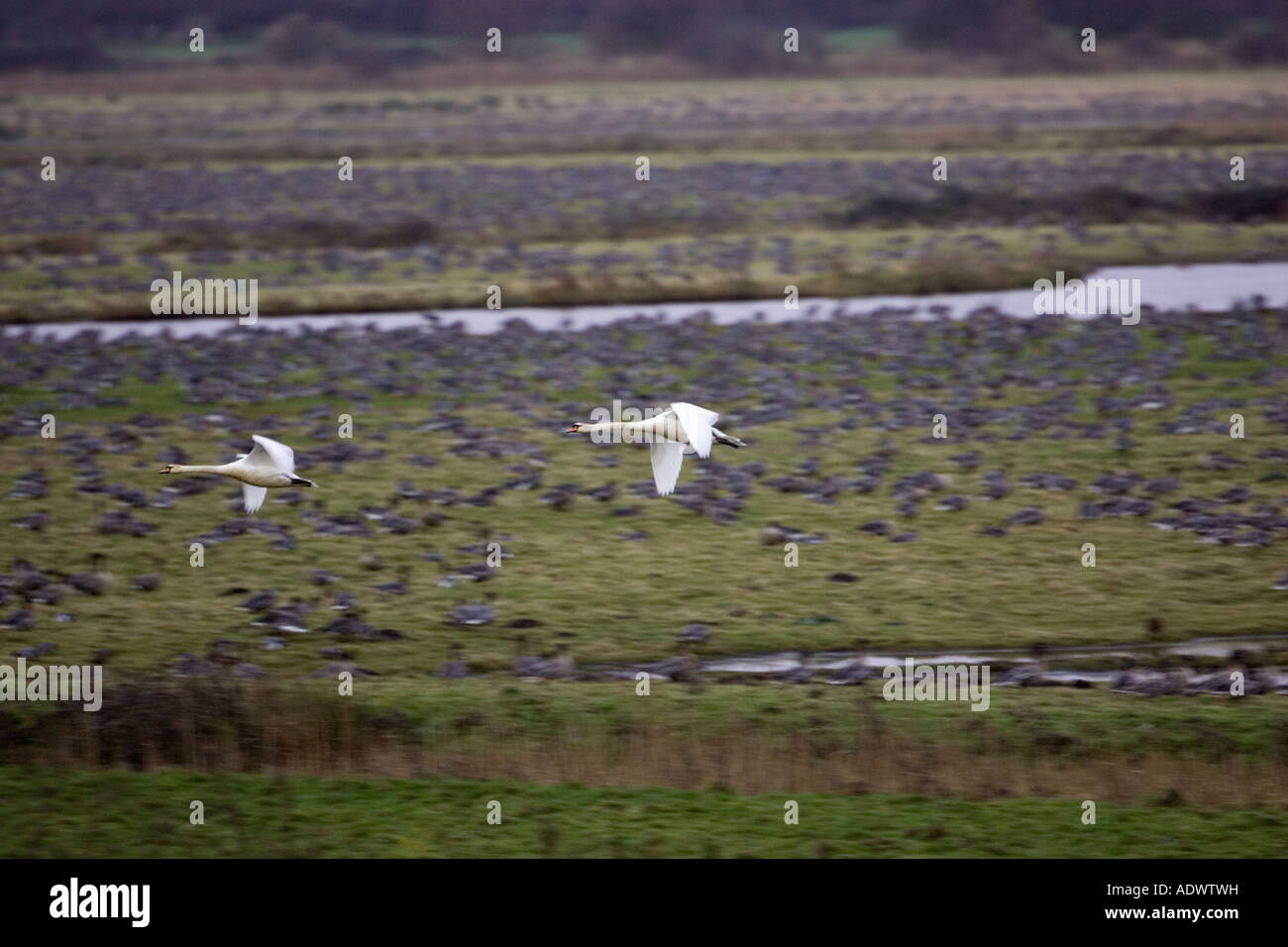 La migration des cygnes oies rose sur l'hivernage près de Holkham North Norfolk East Anglia Angleterre Banque D'Images