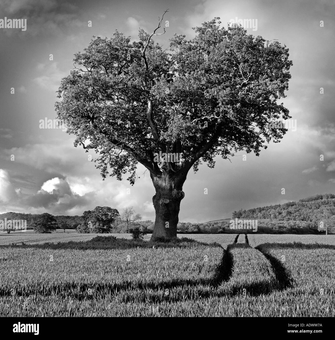 Arbre en forme de coeur dans la campagne anglaise en noir et blanc Banque D'Images