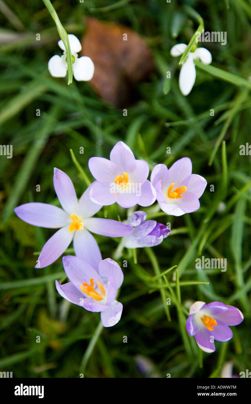 Crocus et perce-neige poussent dans les Cotswolds forestiers Oxfordshire Royaume Uni Banque D'Images
