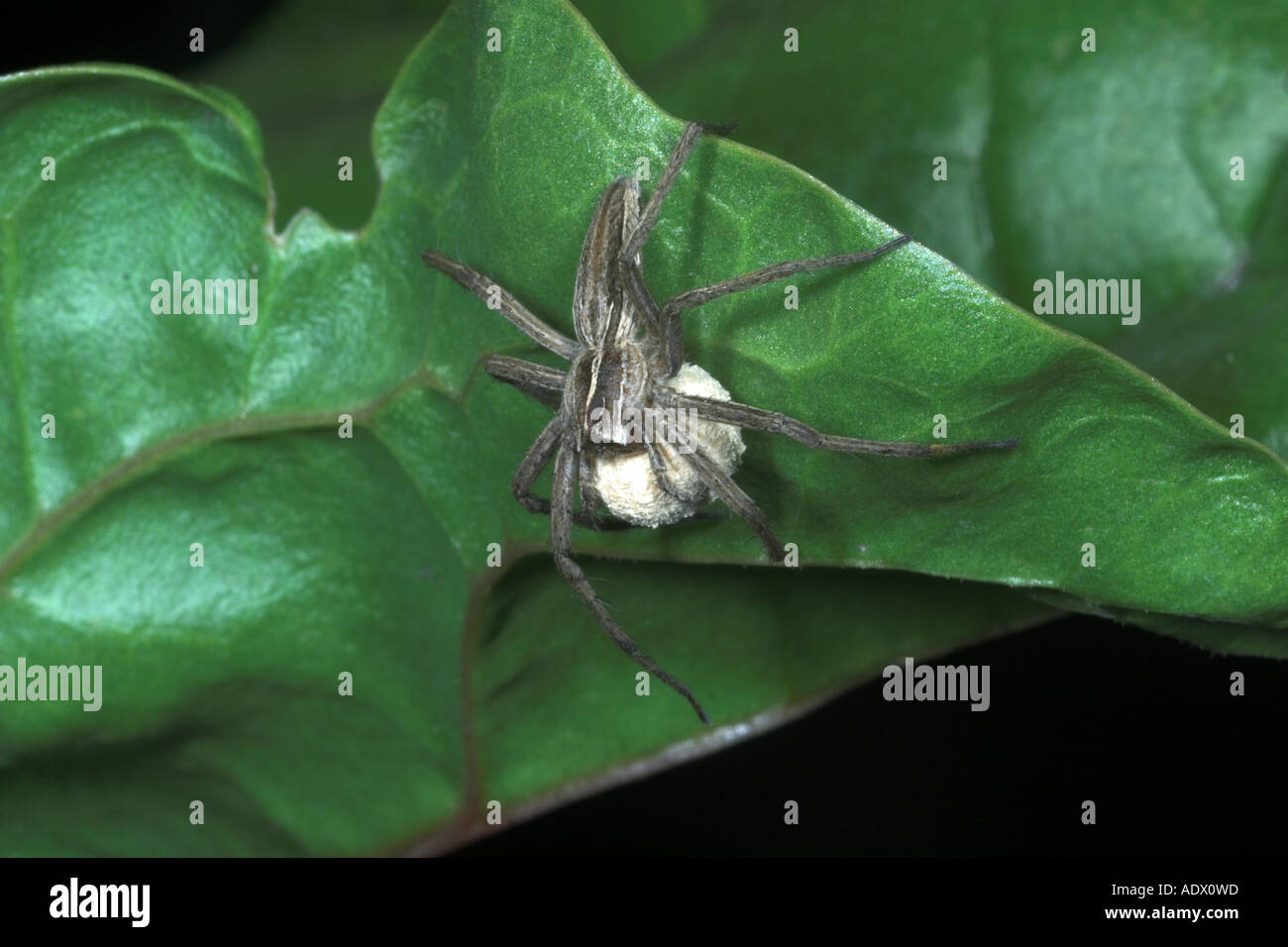 Nursery Web Spider Pisaura mirabilis avec étui à oeufs. Angleterre Banque D'Images