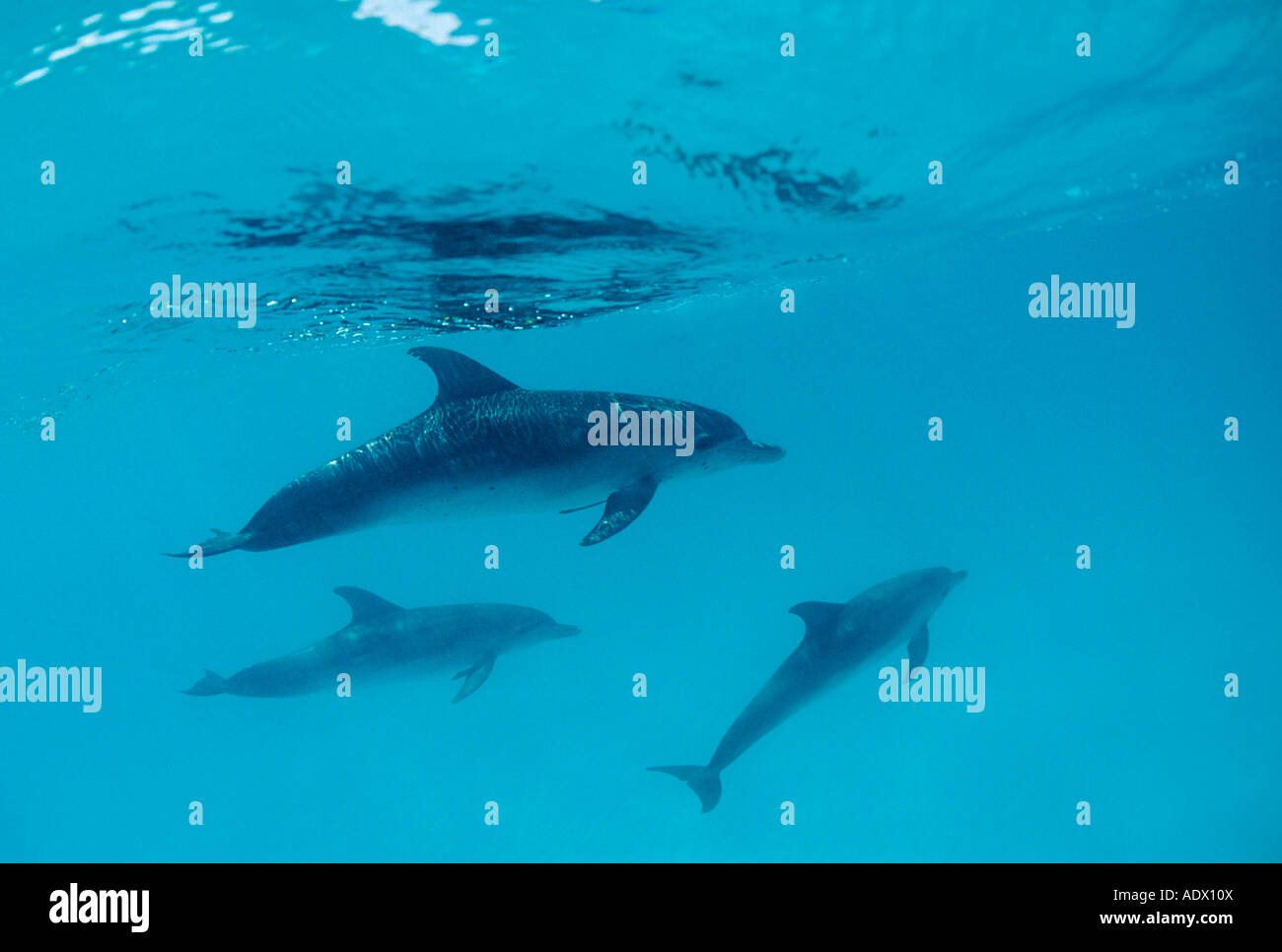 Les Dauphins tachetés de l'Atlantique Stenella frontalis Mer des Caraïbes Bahamas Banque D'Images