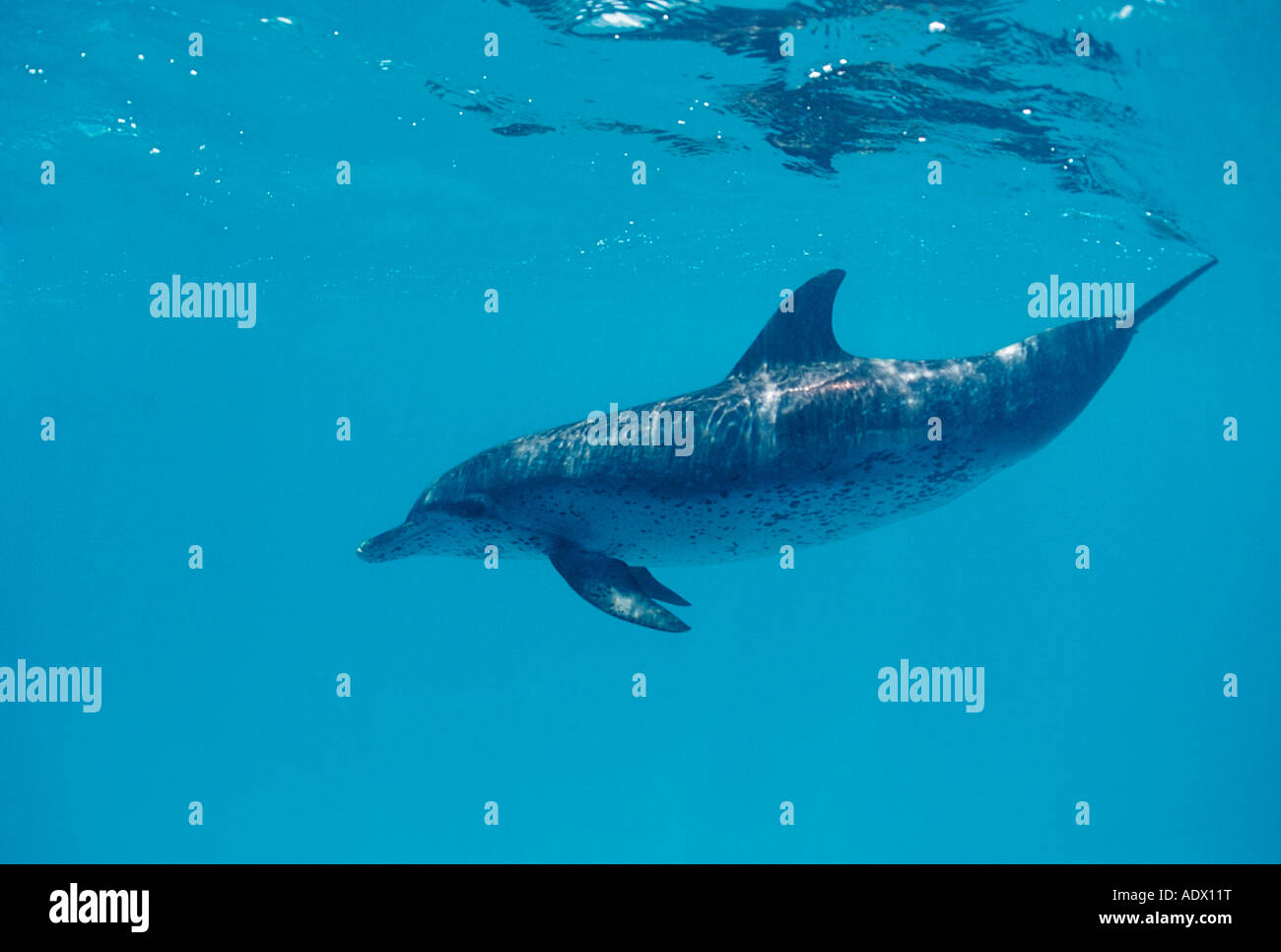 L'Atlantique dauphin tacheté Stenella frontalis, mer des Caraïbes Bahamas Banque D'Images