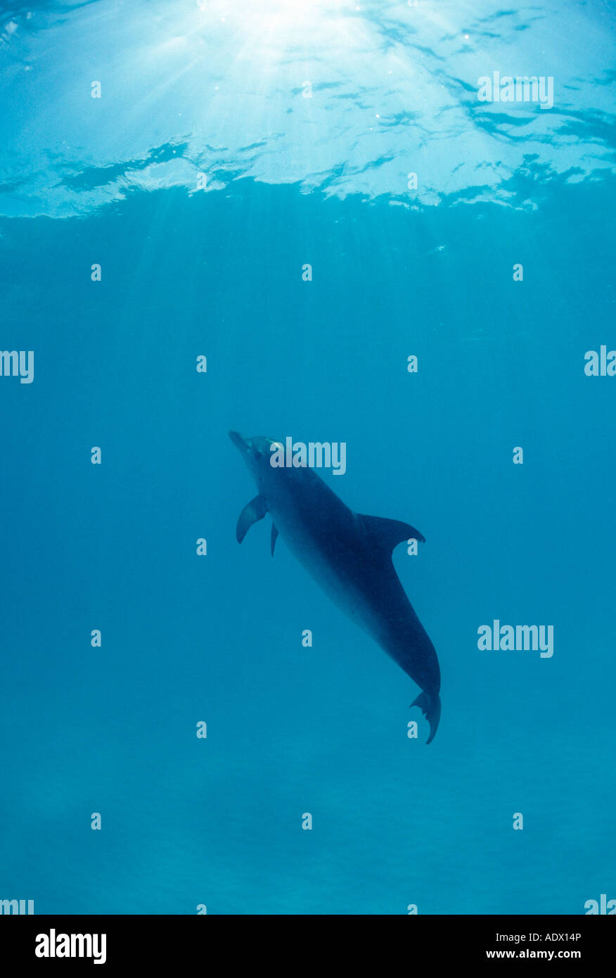 L'Atlantique dauphin tacheté Stenella frontalis, mer des Caraïbes Bahamas Banque D'Images