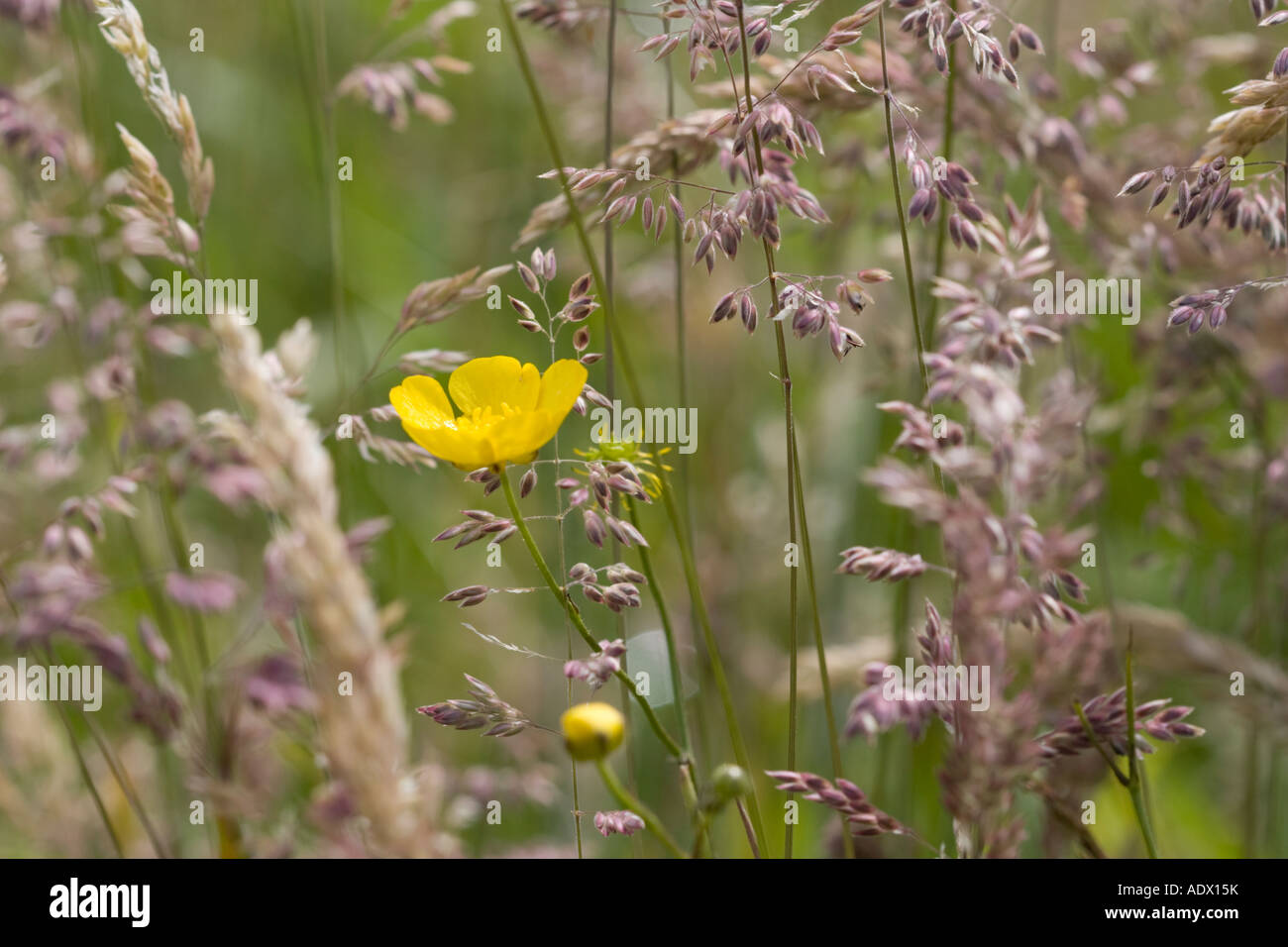 Seul meadow buttercup sur les frondes de pourpre de meadow grass Banque D'Images