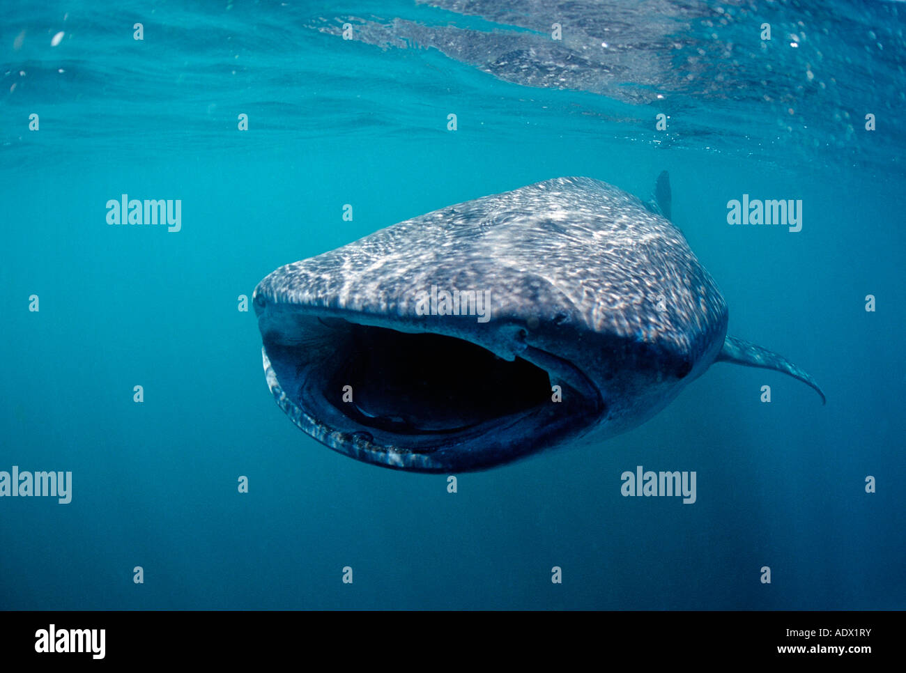 Requin baleine baleine rouge Banque de photographies et d’images à