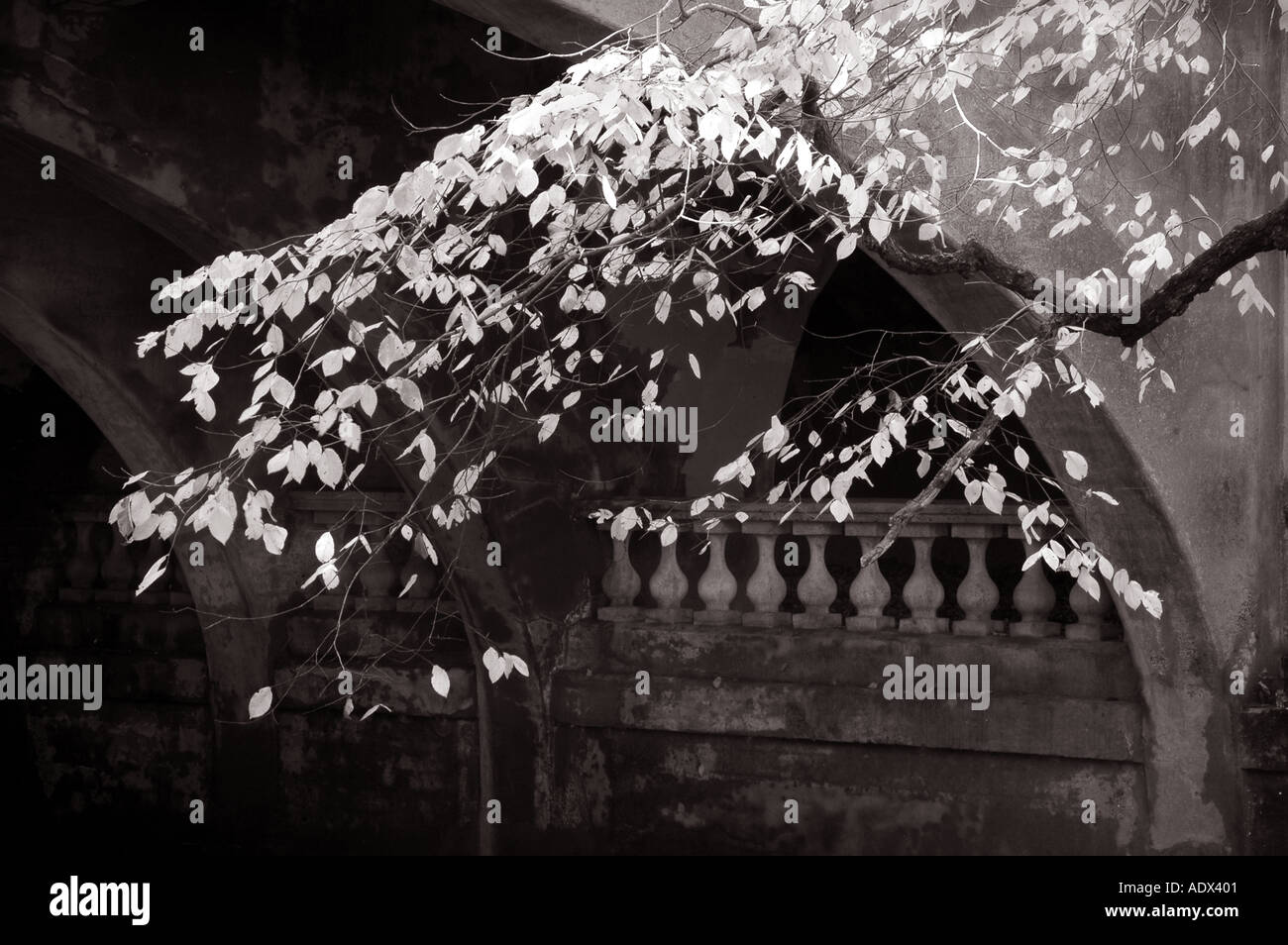 Arbre paysage noir et blanc et le vieux pont Banque D'Images