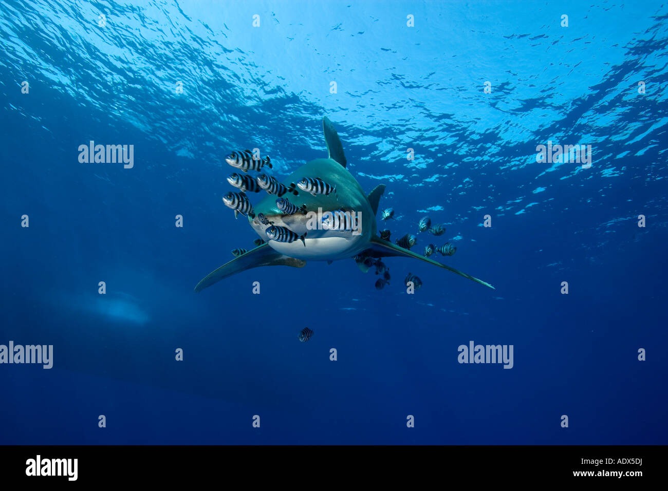 Poissons de la mer rouge Banque de photographies et d’images à haute