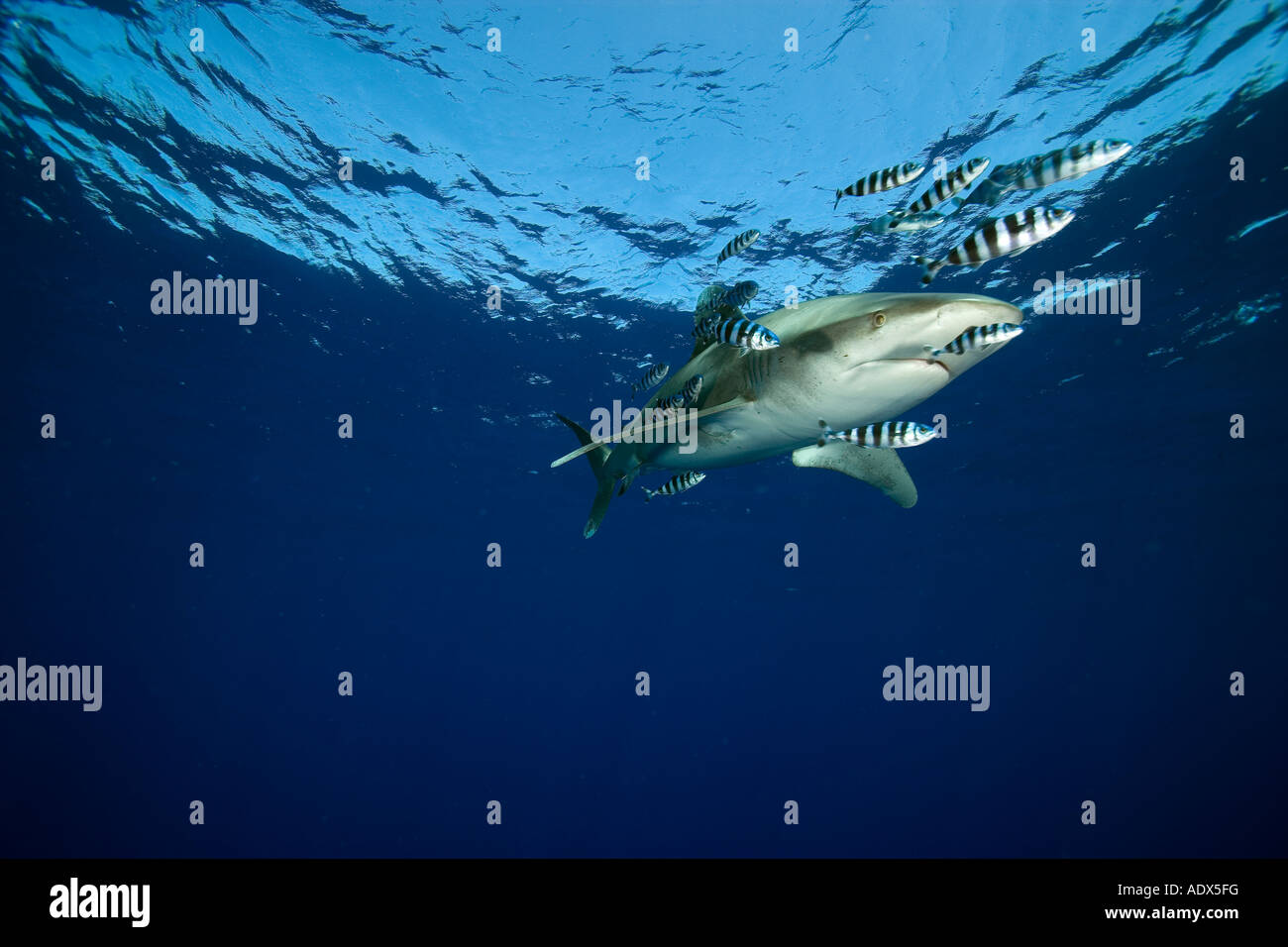 Poissons de la mer rouge Banque de photographies et d’images à haute résolution Alamy