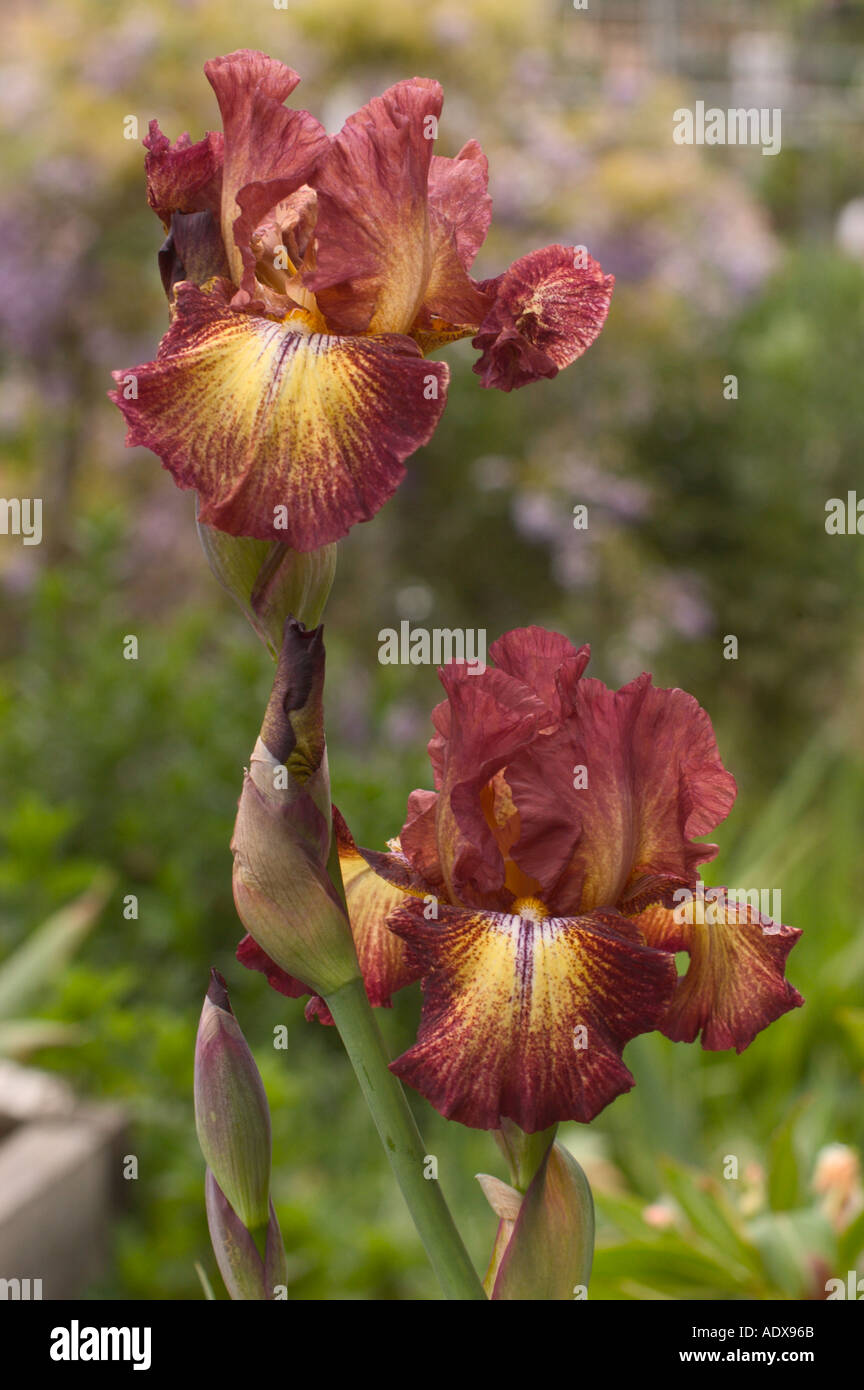 Le cuivre et l'or Iris Fort Mason Jardin communautaire San Francisco California Banque D'Images