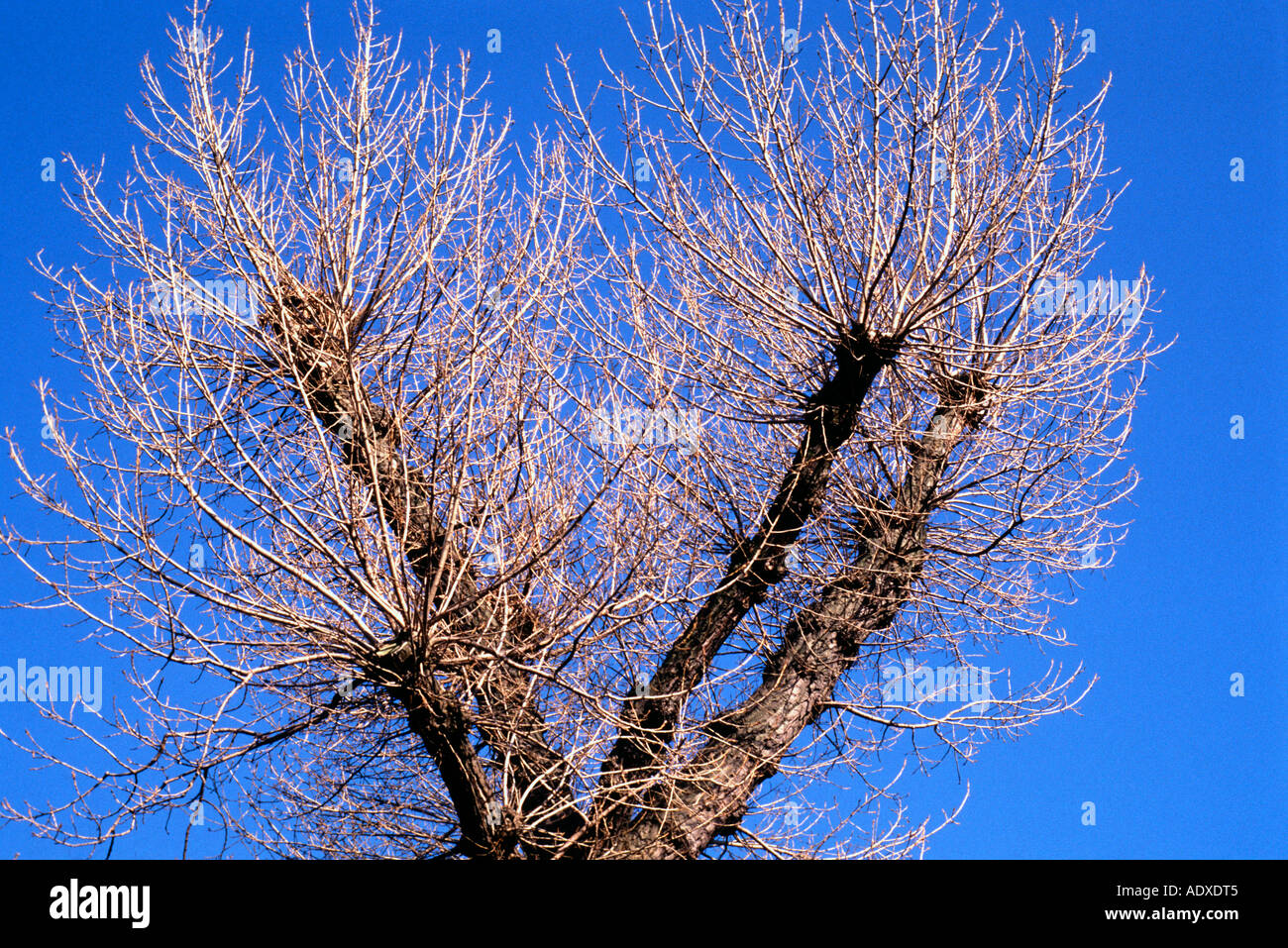 Tree top contre le ciel bleu clair. Banque D'Images