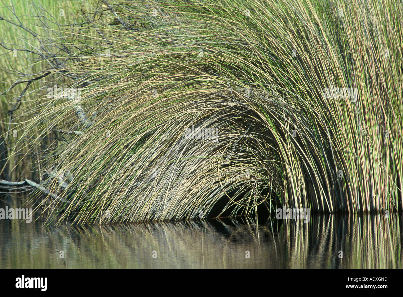 L'herbe fluviales, Okavango Banque D'Images