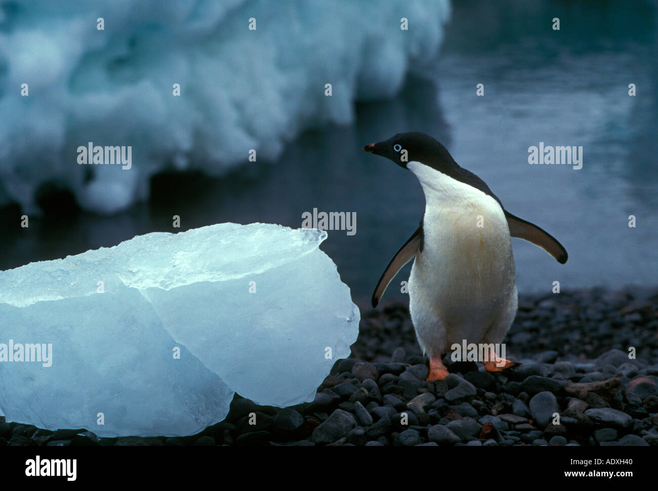 Adelie Penguin Pygoscelis adeliae à Paulet Island Péninsule Antarctique Antarctique Banque D'Images