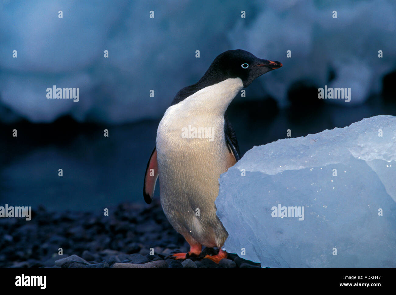 Adelie Penguin Pygoscelis adeliae à Paulet Island Péninsule Antarctique Antarctique Banque D'Images