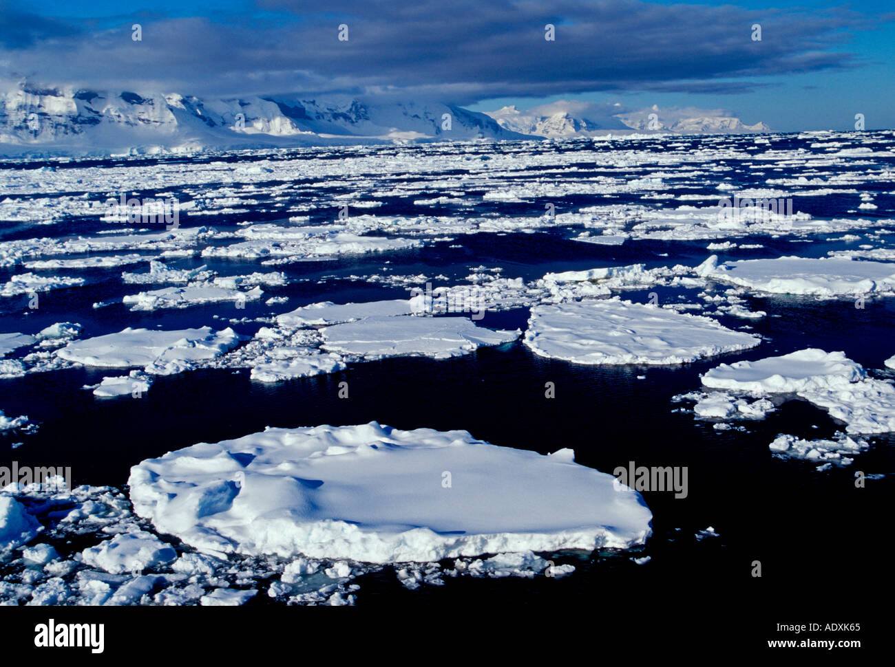 Banquise entre Neko Harbour et Dorian Bay sur la péninsule Antarctique Antarctique Neumayer Channel Banque D'Images