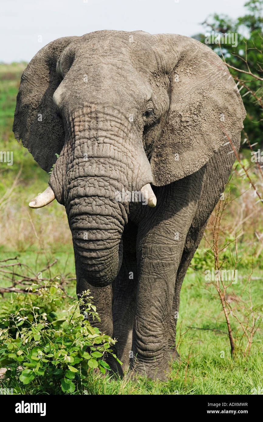 L'éléphant d'adultes, close-up Banque D'Images