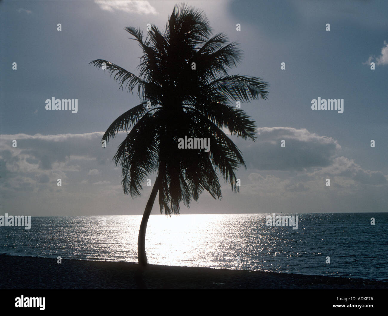 Les palmier au coucher du soleil Banque D'Images