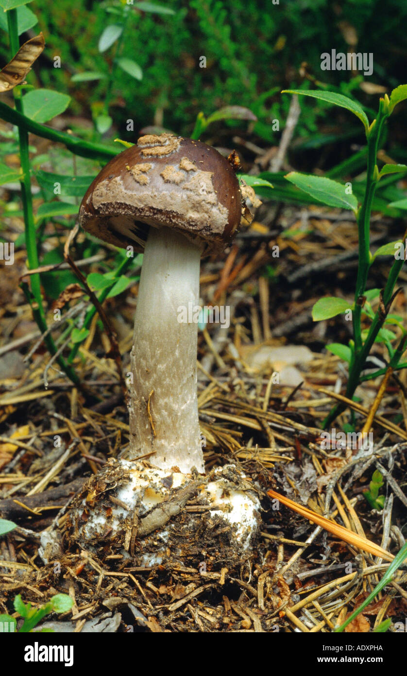 Voilé gris amanita (Amanita porphyrie), Autriche Banque D'Images