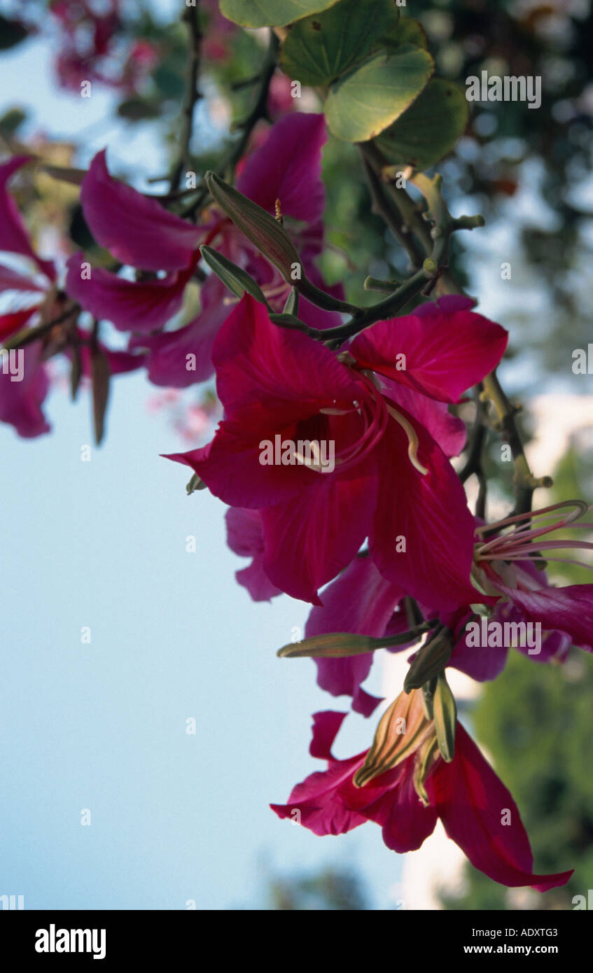 Hong Kong orchid tree, le pied de chameau (x Bauhinia blakeana), Chine, Hong Kong Banque D'Images