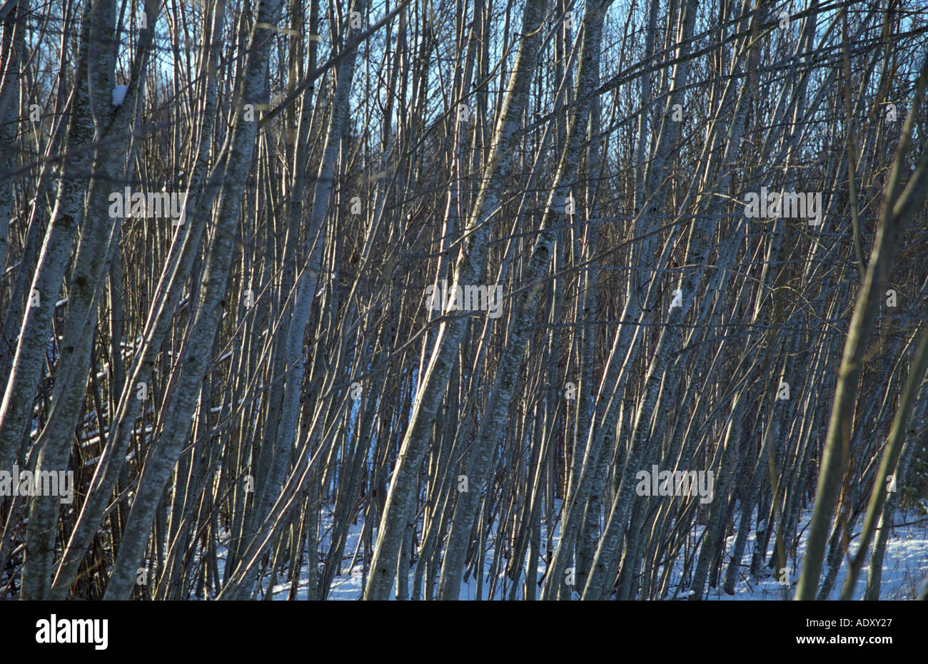 Forêt d'aulnes dans le Parc National de Gauja Lettonie Banque D'Images