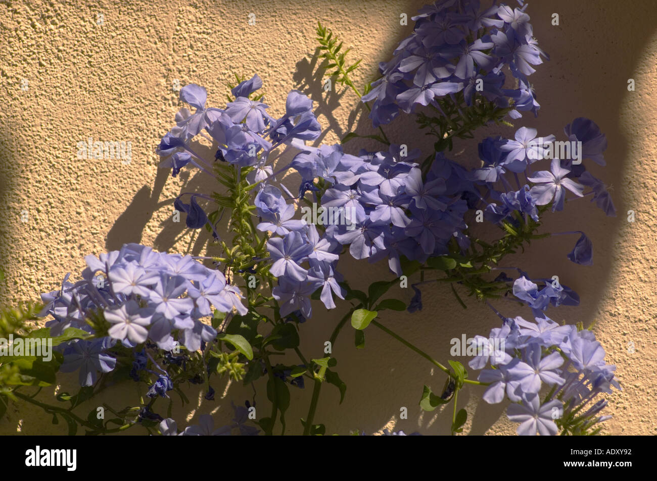 Une scène de rue à Cassis FRANCE Banque D'Images