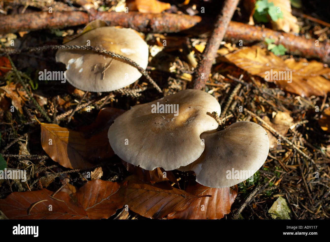champignons Banque D'Images