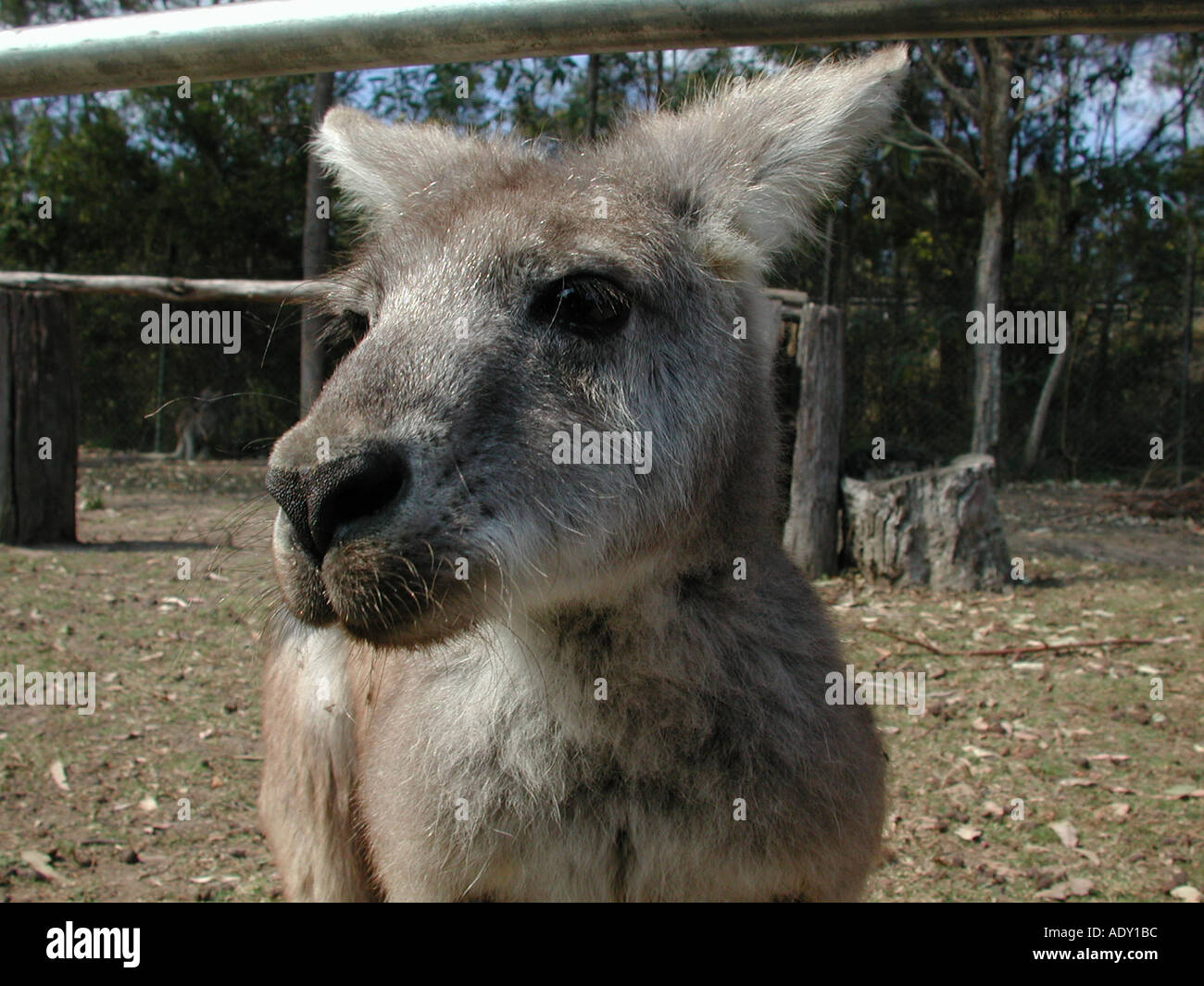 Kangoroo, le wallaby Banque D'Images