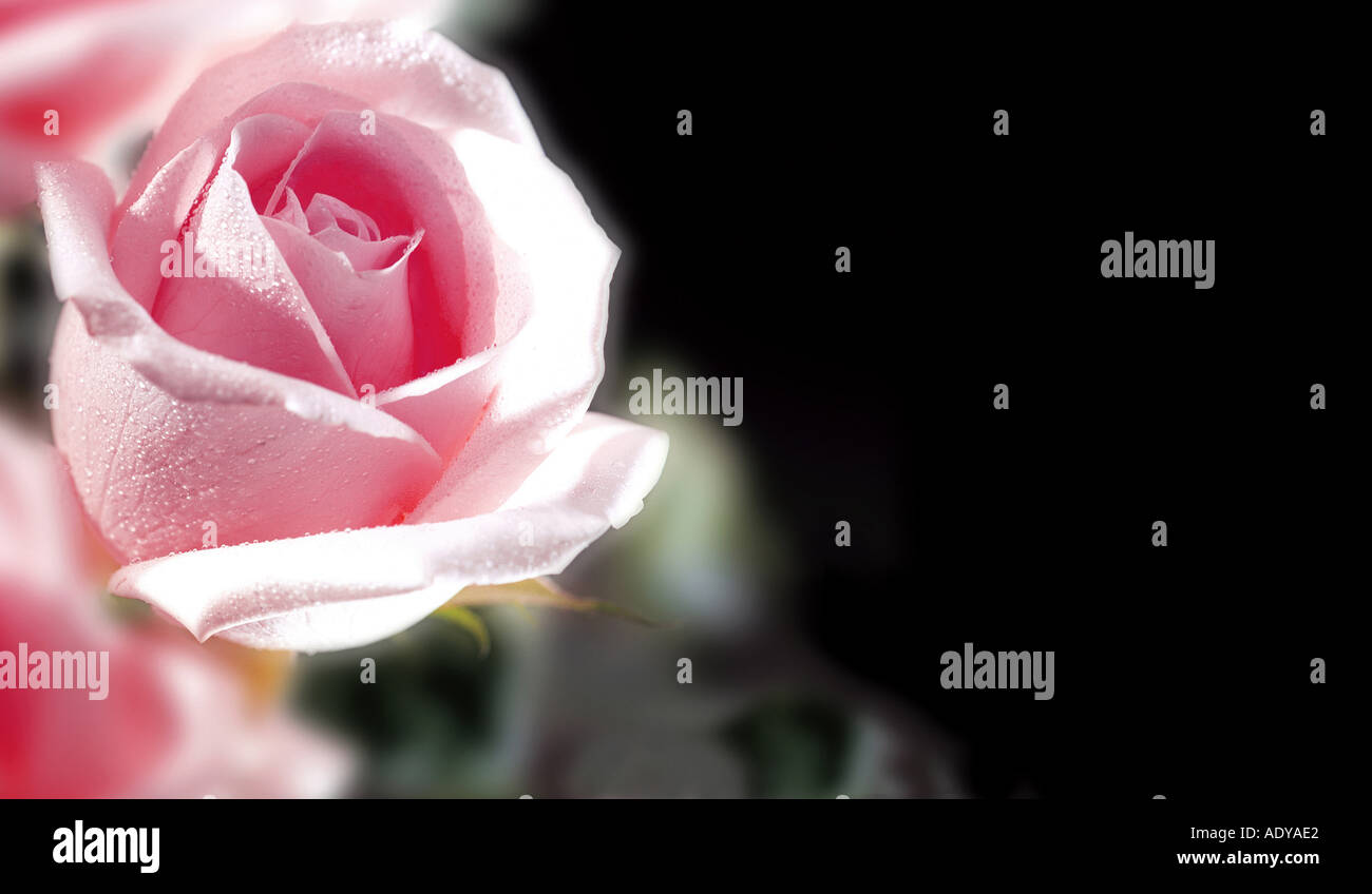 Je me suis levé célébrations roses rosebud rosebuds bourgeons bourgeons rose pétale pétales sept flou romantique off side nature fleur b divers Banque D'Images