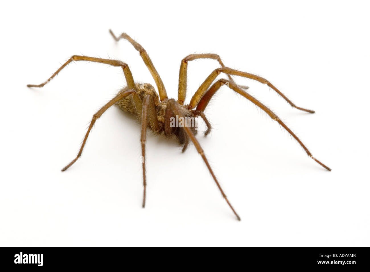 Araignée Tegenaria Gigantea giant house Banque D'Images