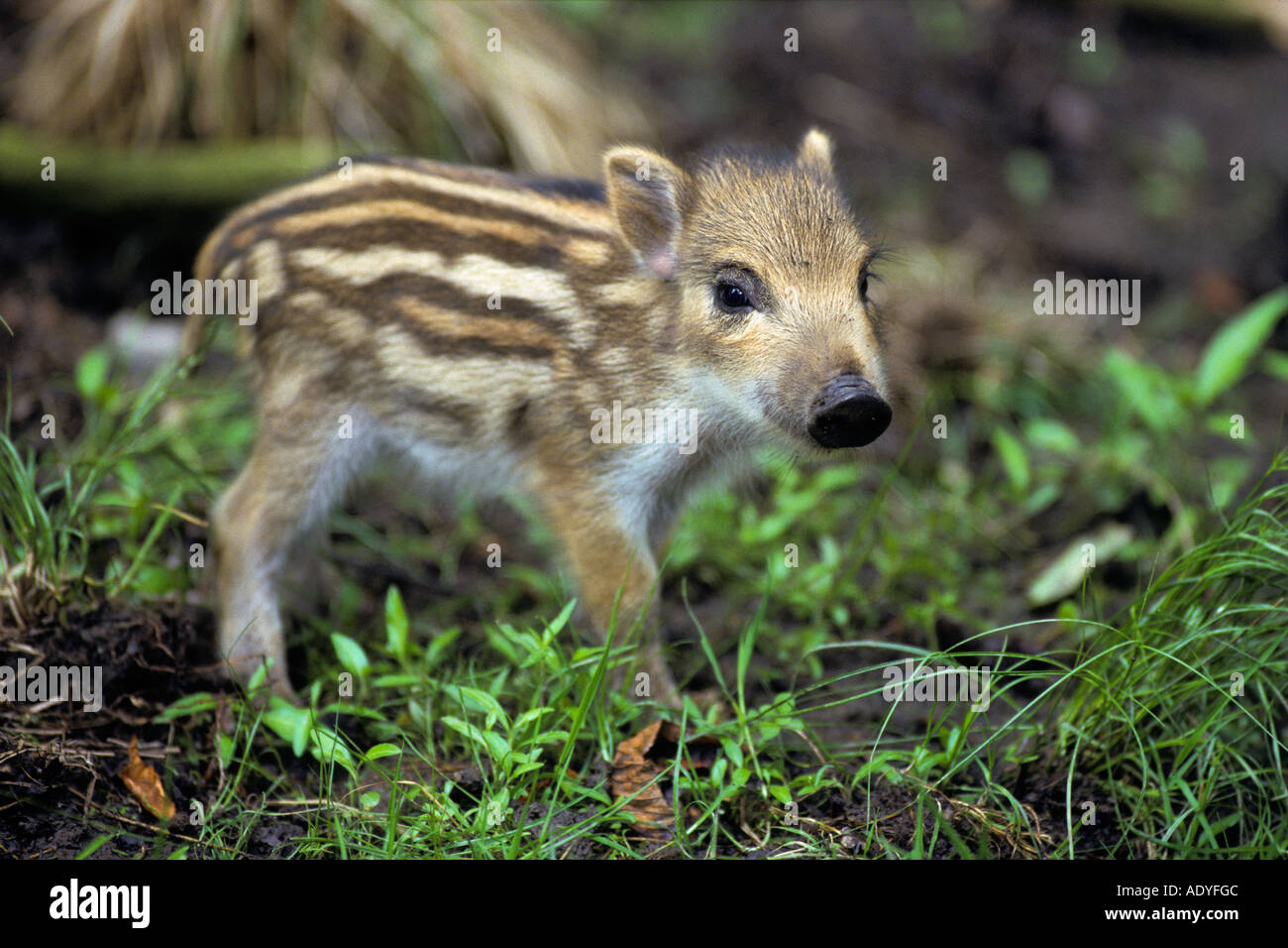 Sanglier Sus scrofa Banque D'Images