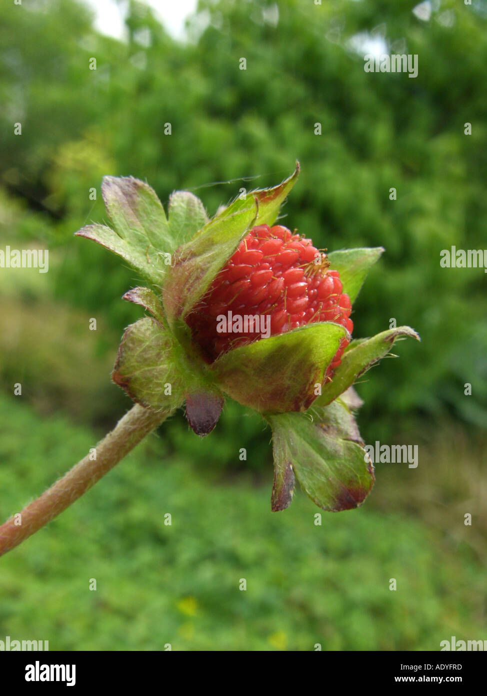 Fraise indien, faux fraisier, Indian mock-fraise (Duchesnea indica), de fruits Banque D'Images