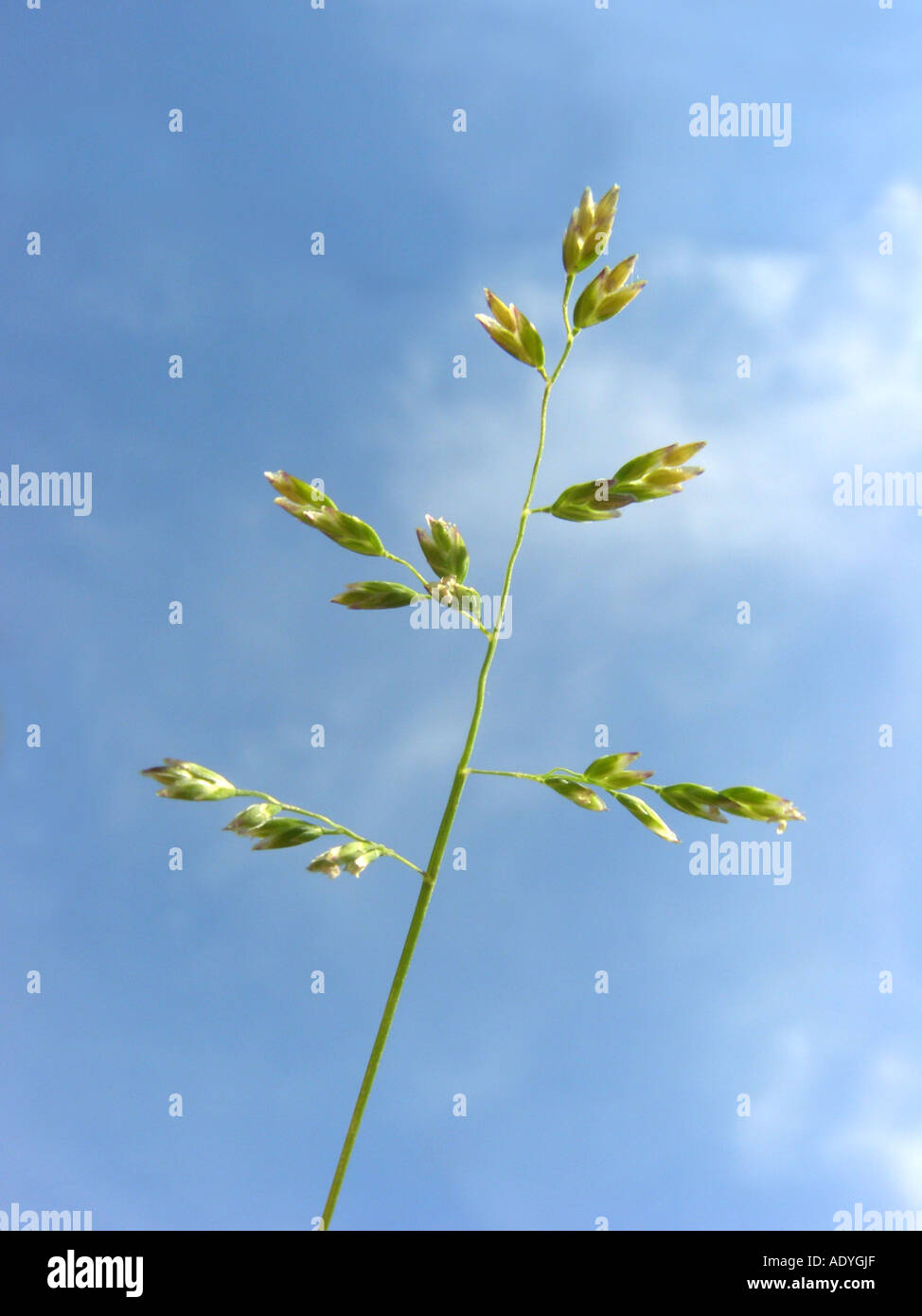 Blue-grass annuel annuel, meadow-grass, faible graminées (Poa annua), inflorescence contre le ciel bleu Banque D'Images