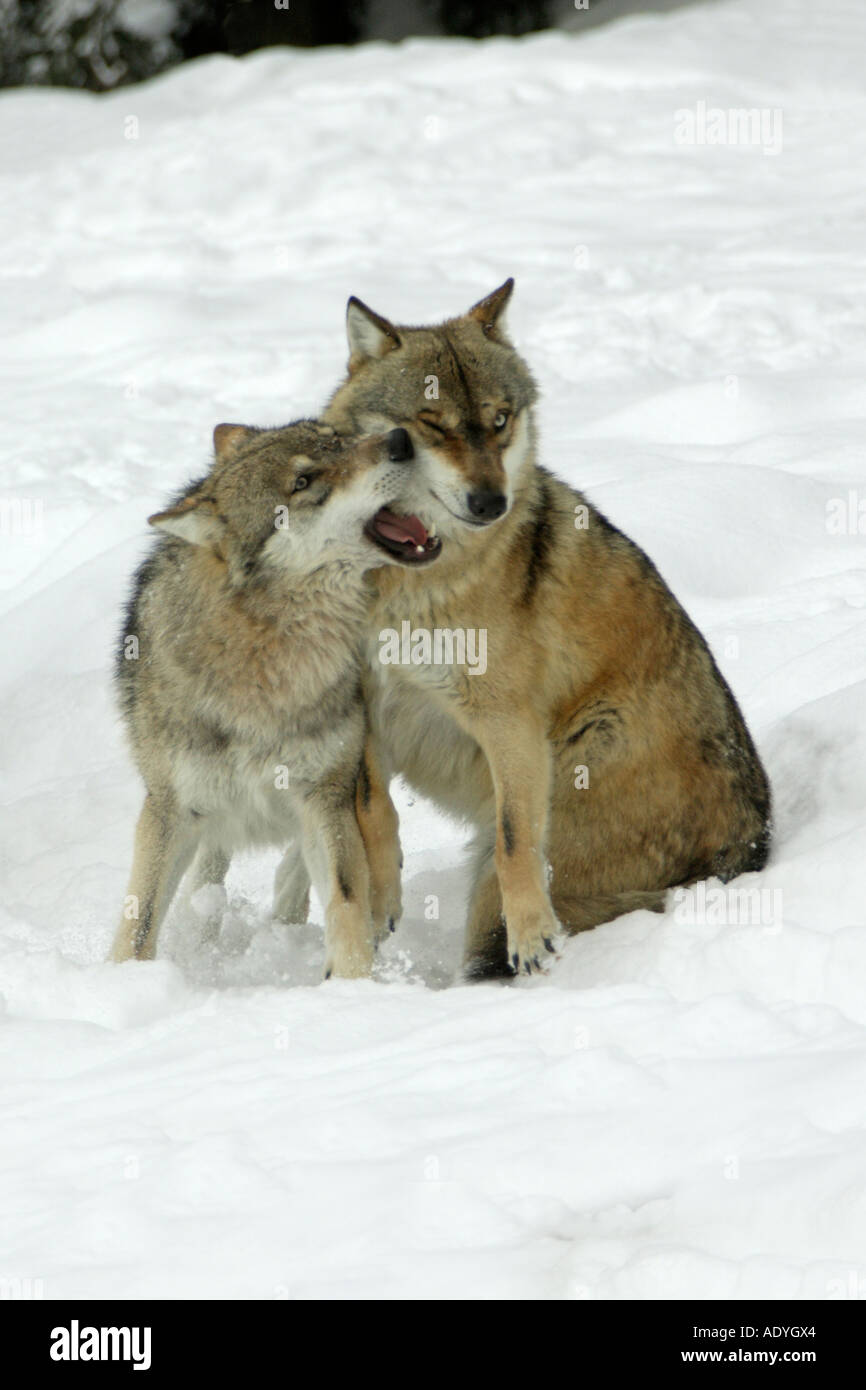 Canis lupus Loup européen Banque D'Images