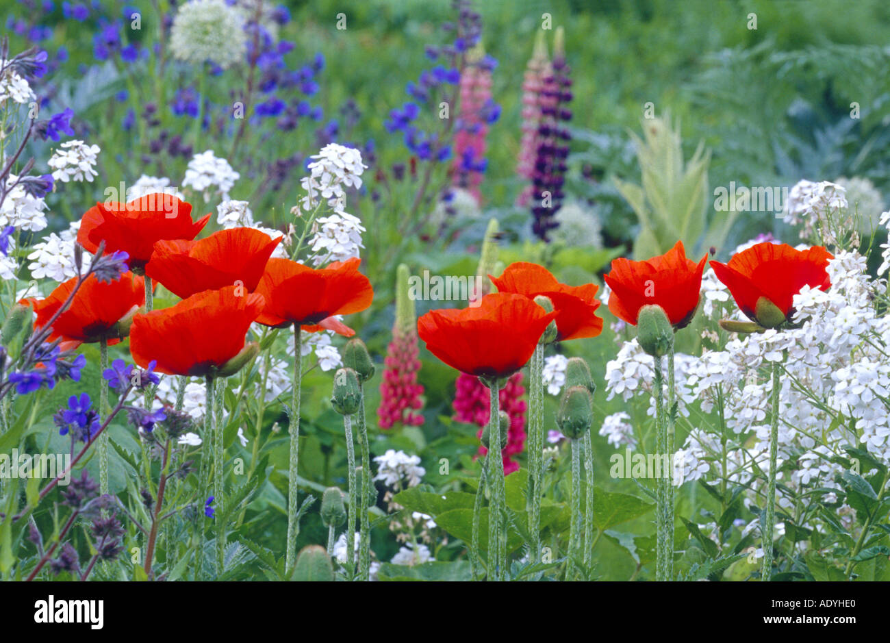 Pavot d'Orient (Papaver orientale), la floraison, l'Allemagne. Banque D'Images