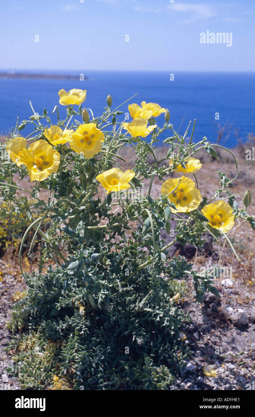 Le pavot cornu jaune, pavot cornu (Glaucium flavum), la floraison, la Grèce, Santorin, Grèce, Santorin Banque D'Images