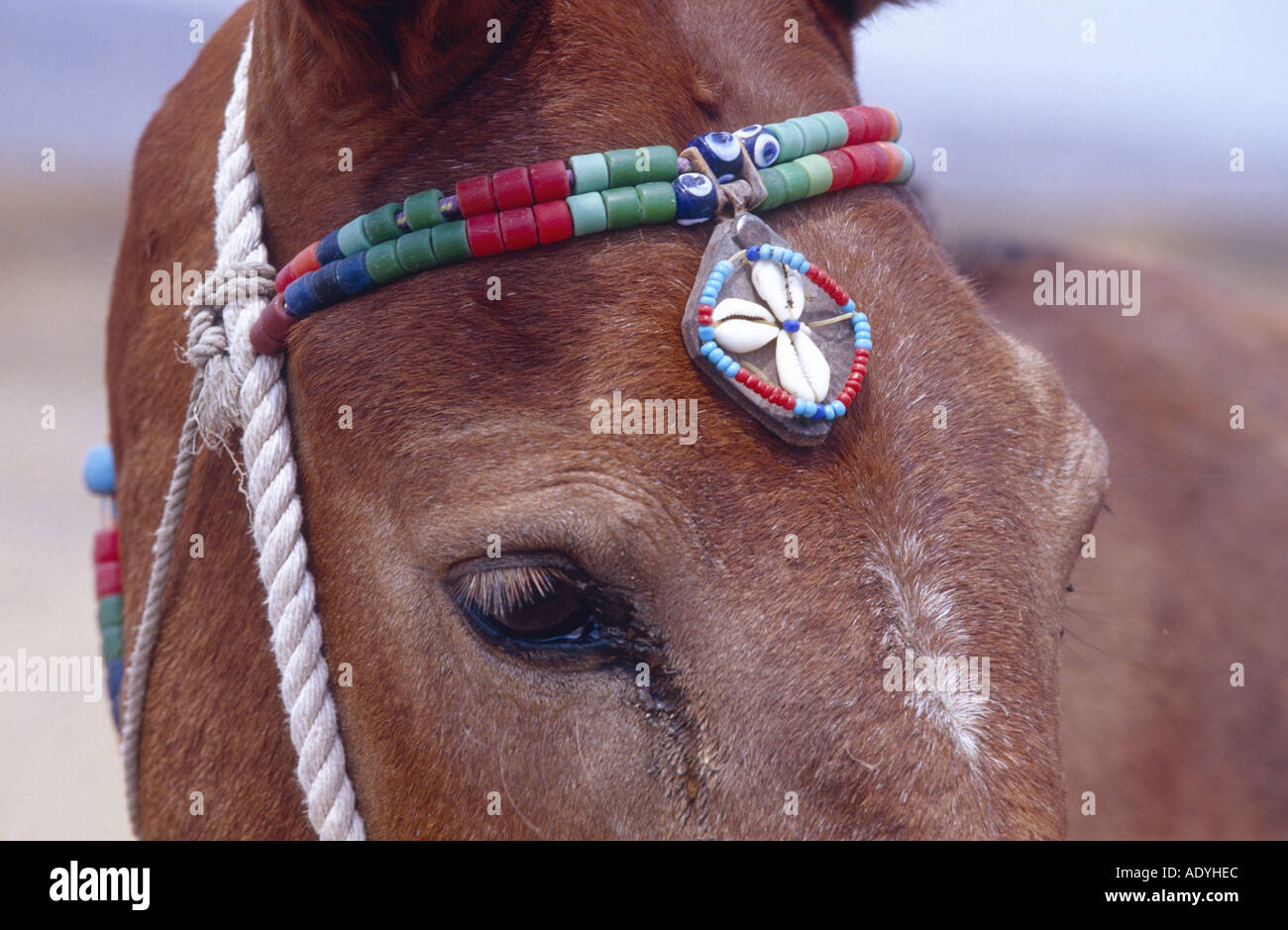 Mule (Equus asinus x caballus), portrait avec coiffe, Grèce, Santorin. Banque D'Images