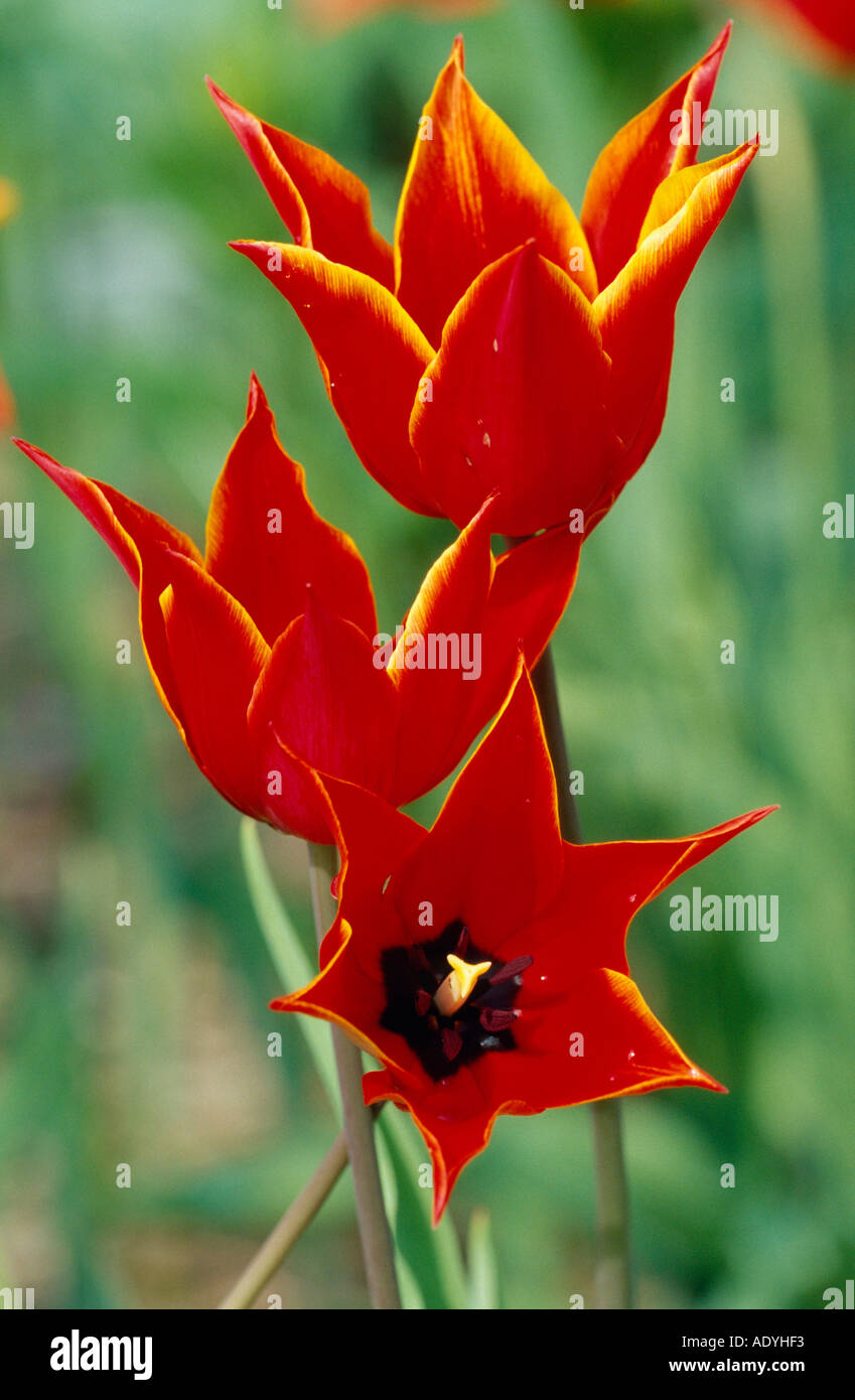 Jardin commun tulip (Tulipa spec.), fleurs Banque D'Images