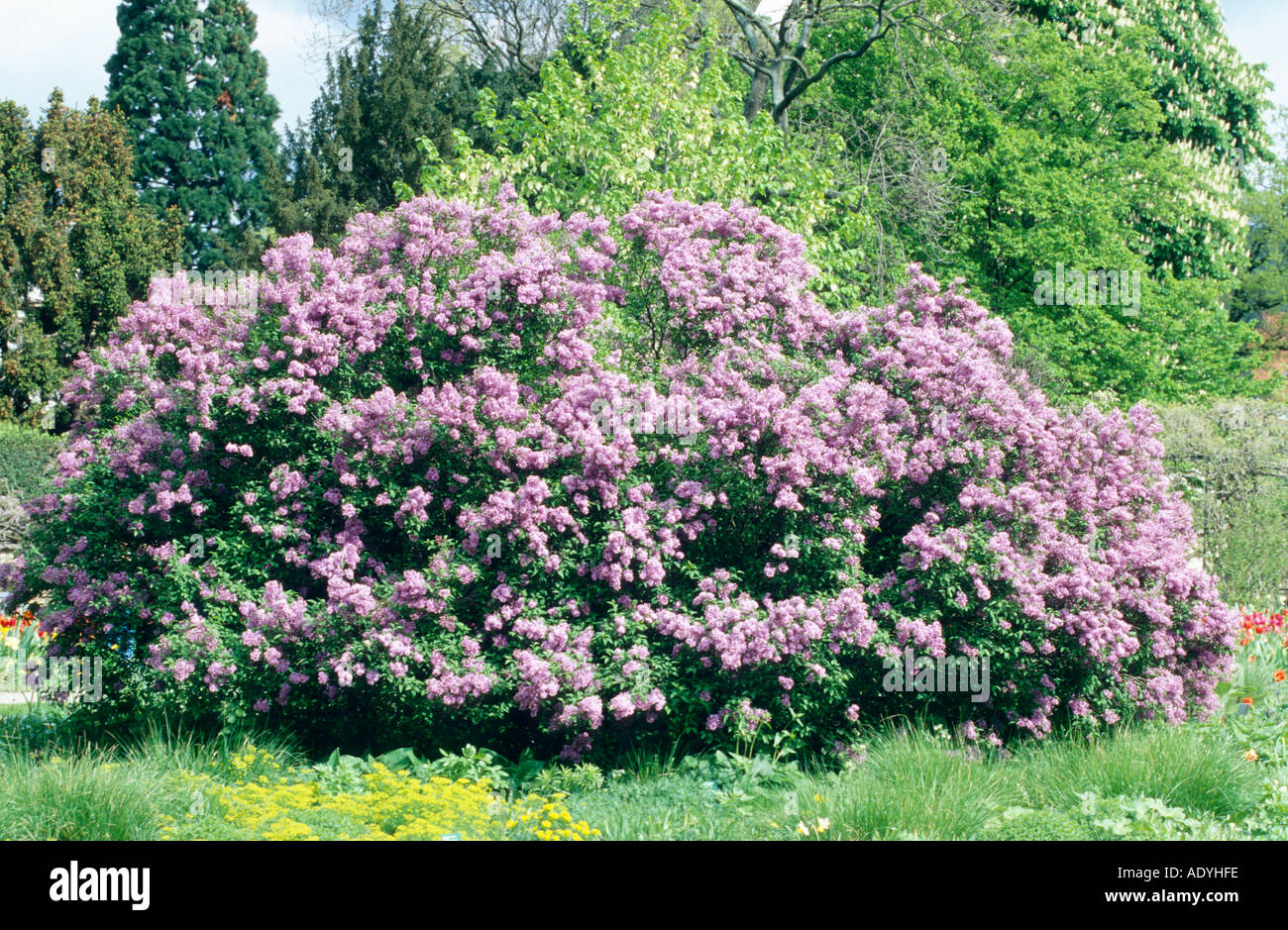 Le lilas commun (Syringa vulgaris), la floraison bush, Allemagne Banque D'Images